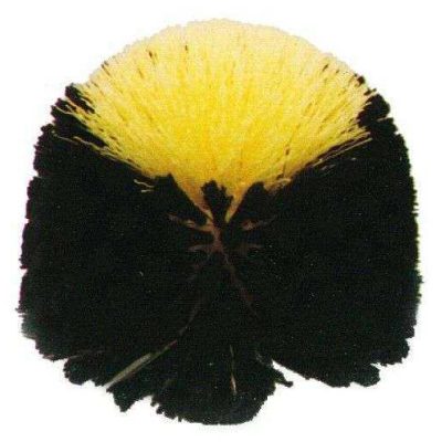 Tete de loup - THO 13T - Le balayage - THOMAS