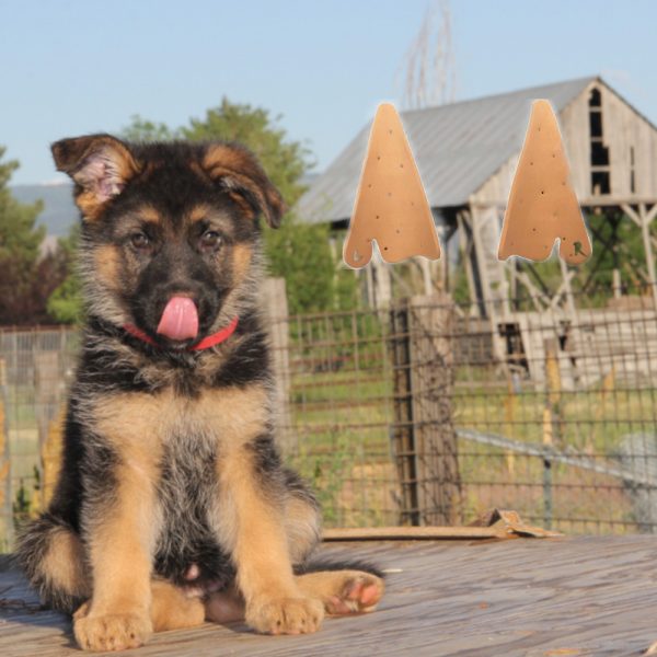2 Tuteurs de Redressage d'Oreilles Mousse PE pour Chien Malinois, Berger Allemand, Doberman - Animood – Image 3