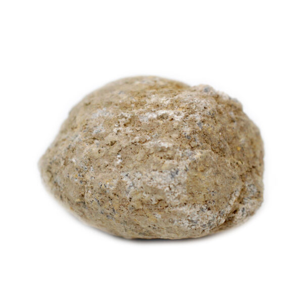 Goedes non ouverts 8-10 cm- Vendu par 1
