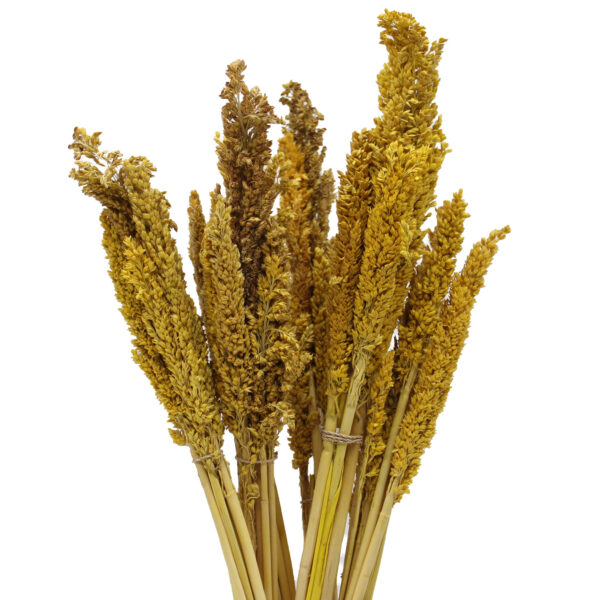 Bouquet d'herbes du Cantal - Ambre- Vendu par 6 – Image 4