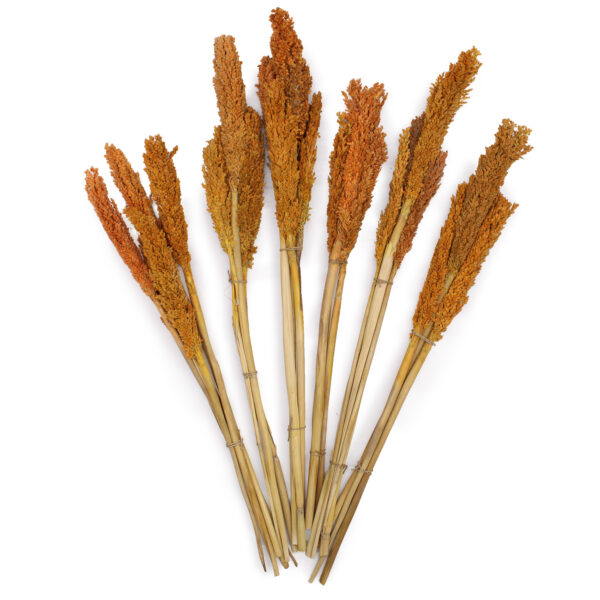 Bouquet d'herbes du Cantal - Orange- Vendu par 6 – Image 2