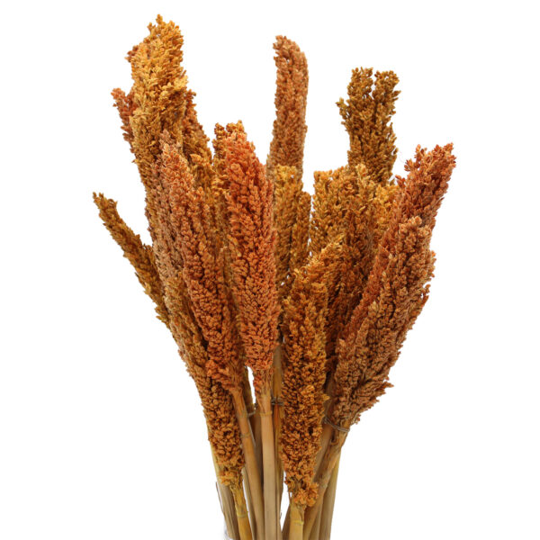 Bouquet d'herbes du Cantal - Orange- Vendu par 6 – Image 4