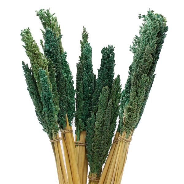 Bouquet d'Herbe du Cantal - Sarcelle- Vendu par 6