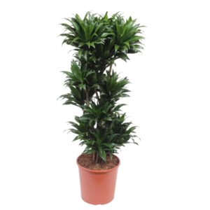 Dracaena Compacta en pot Ø30cm. Plante verte type Dracaena Compacta, livrée en pot, idéale pour intérieur lumineux.