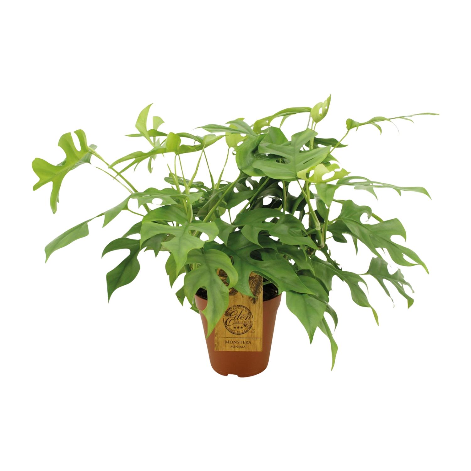 Monstera Minima en pot Ø15cm  Hauteur 25cm. Plante verte type Monstera Minima, livrée en pot, idéale pour intérieur lumineux.
