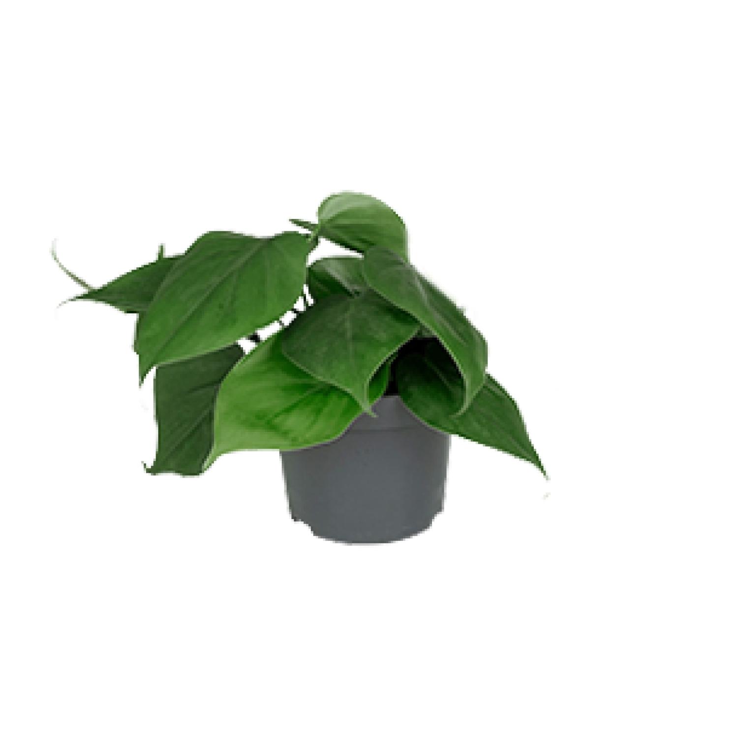 Philodendron Scandens en pot Ø12cm  Hauteur 15cm. Plante verte type Philodendron Scandens, livrée en pot, idéale pour intérieur lumineux.