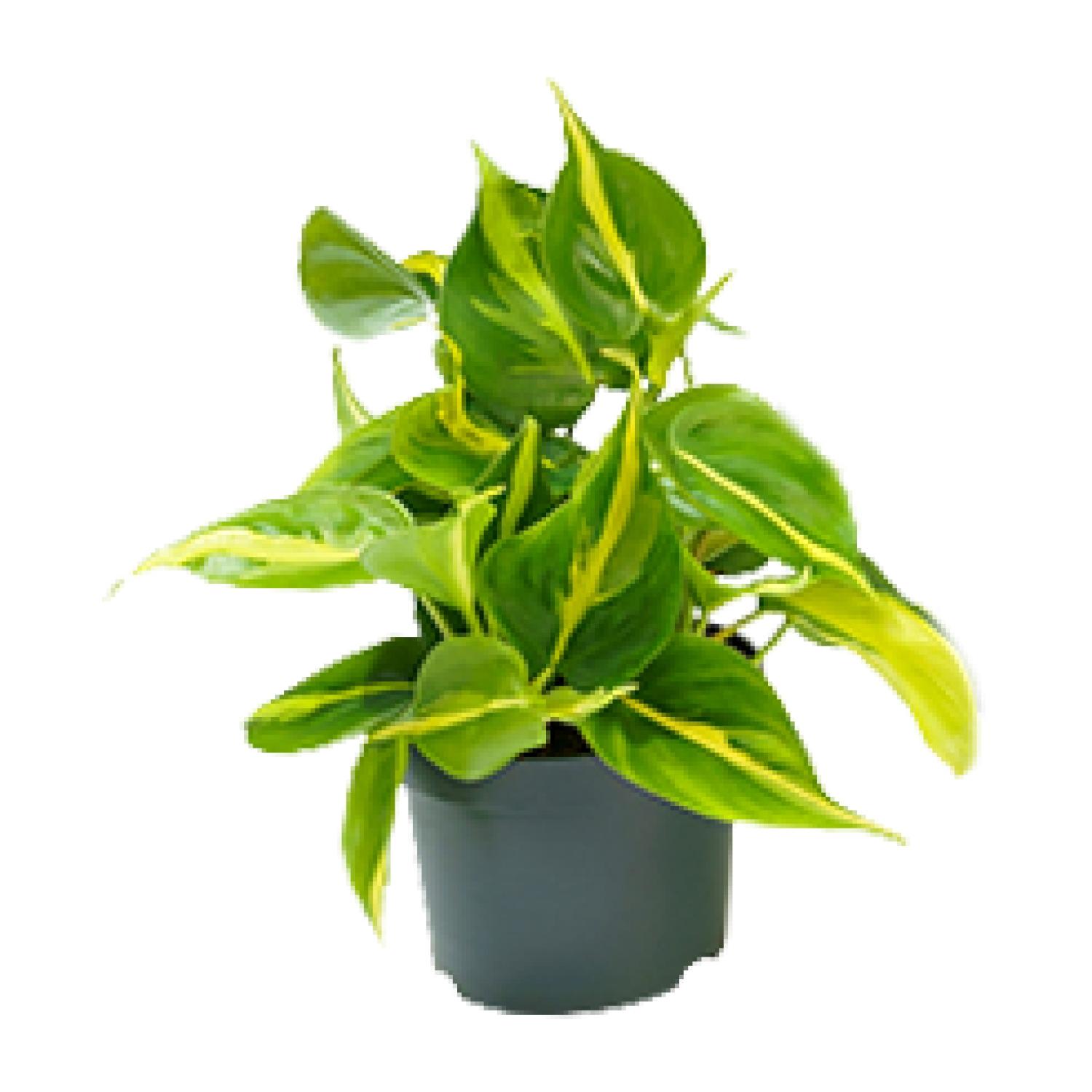 Philodendron Scandens Brasil en pot Ø12cm  Hauteur 15cm. Plante verte type Philodendron Scandens Brasil, livrée en pot, idéale pour intérieur lumineux.