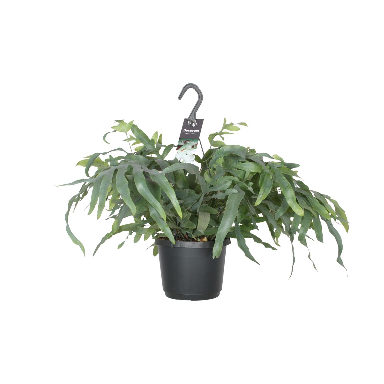 Phlebodium Aureum Blue Star en pot Ø17cm  Hauteur 50cm. Plante verte type Phlebodium Aureum Blue Star, livrée en pot, idéale pour intérieur lumineux.