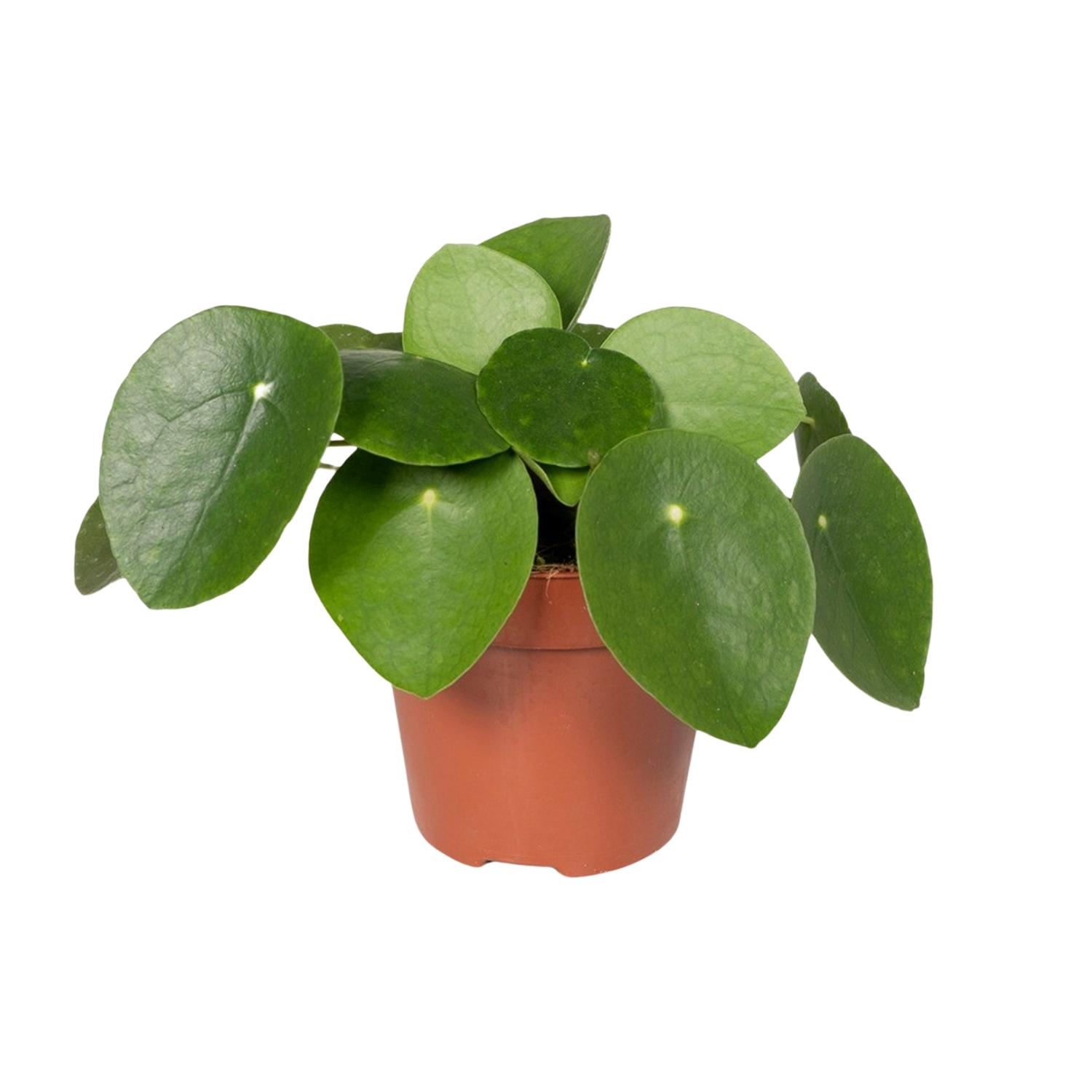Pilea Peperomiodes en pot Ø12cm  Hauteur 20cm. Plante verte type Pilea Peperomiodes, livrée en pot, idéale pour intérieur lumineux.