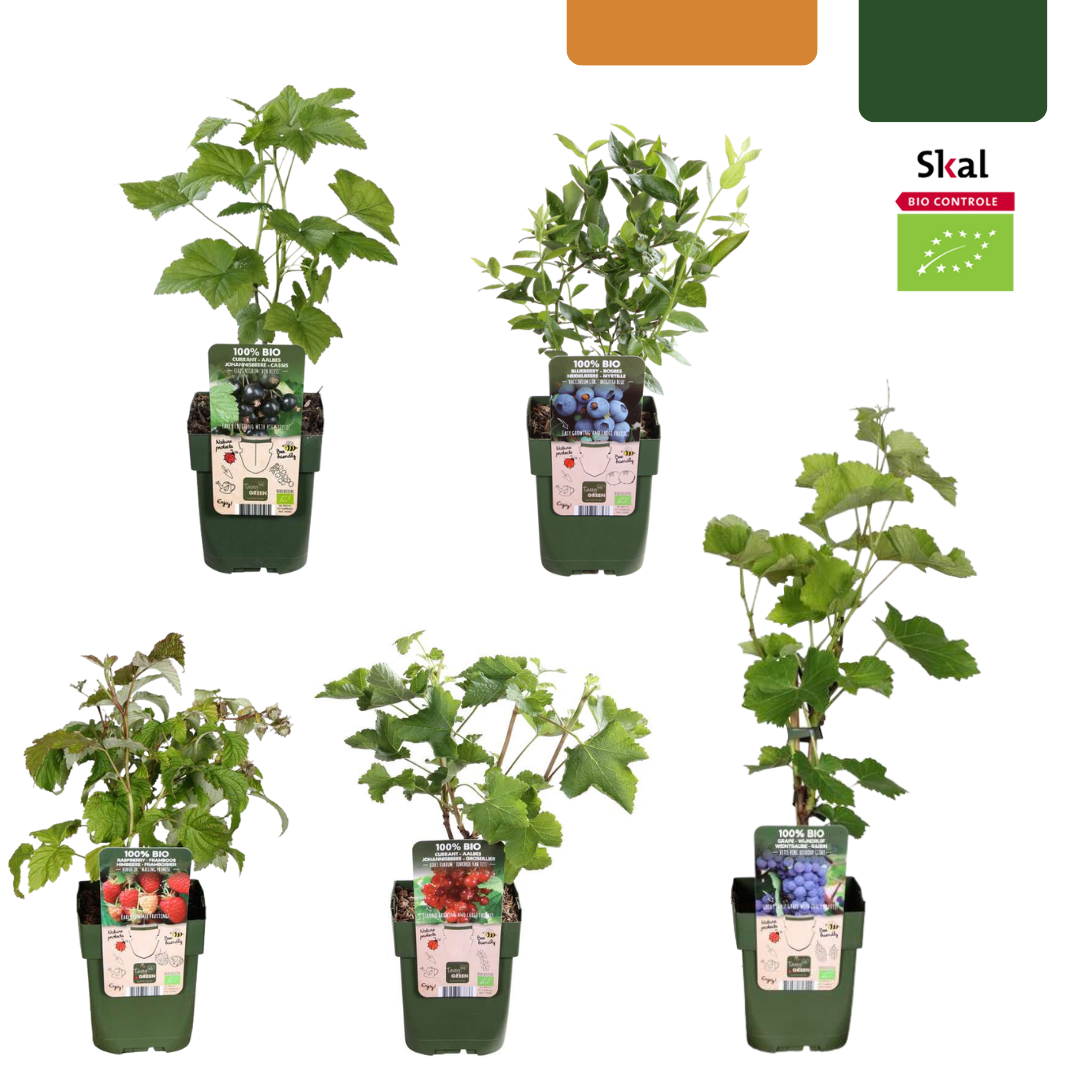"Vruchten oase" BIO Fruitplanten mix set van 5 verschillende soorten en pot. Plante verte type "Vruchten oase" BIO Fruitplanten mix set van 5 verschillende soorten, livrée en pot, idéale pour intérieur lumineux.