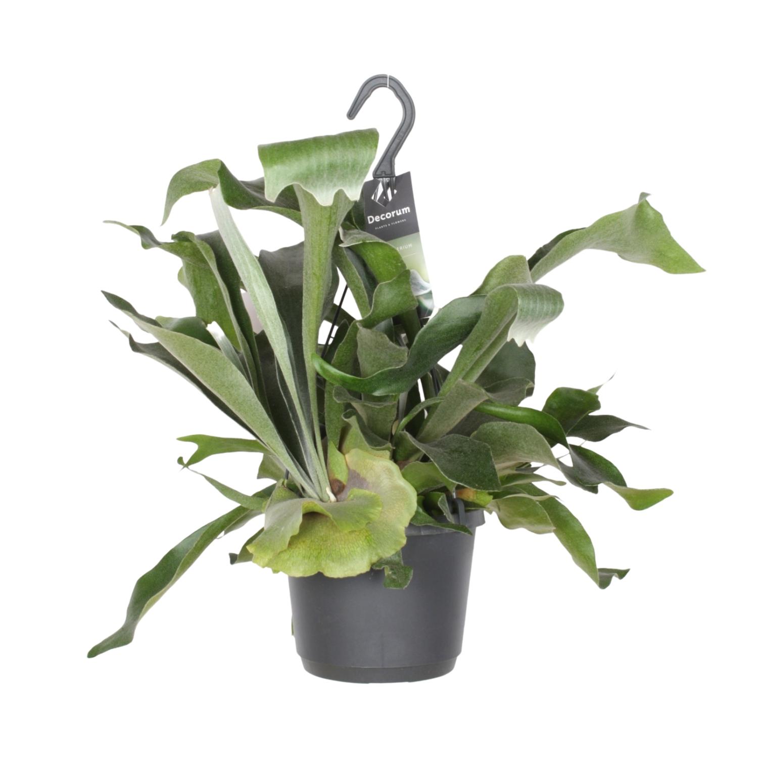 Platycerium Bifurcatum en pot Ø17cm  Hauteur 30cm. Plante verte type Platycerium Bifurcatum, livrée en pot, idéale pour intérieur lumineux.