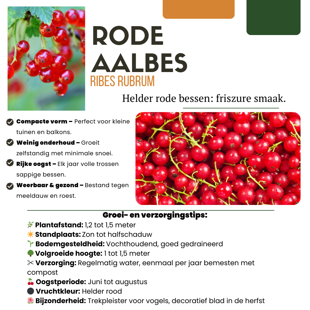 "Vruchten oase" BIO Fruitplanten mix set van 5 verschillende soorten en pot. Plante verte type "Vruchten oase" BIO Fruitplanten mix set van 5 verschillende soorten, livrée en pot, idéale pour intérieur lumineux. – Image 2