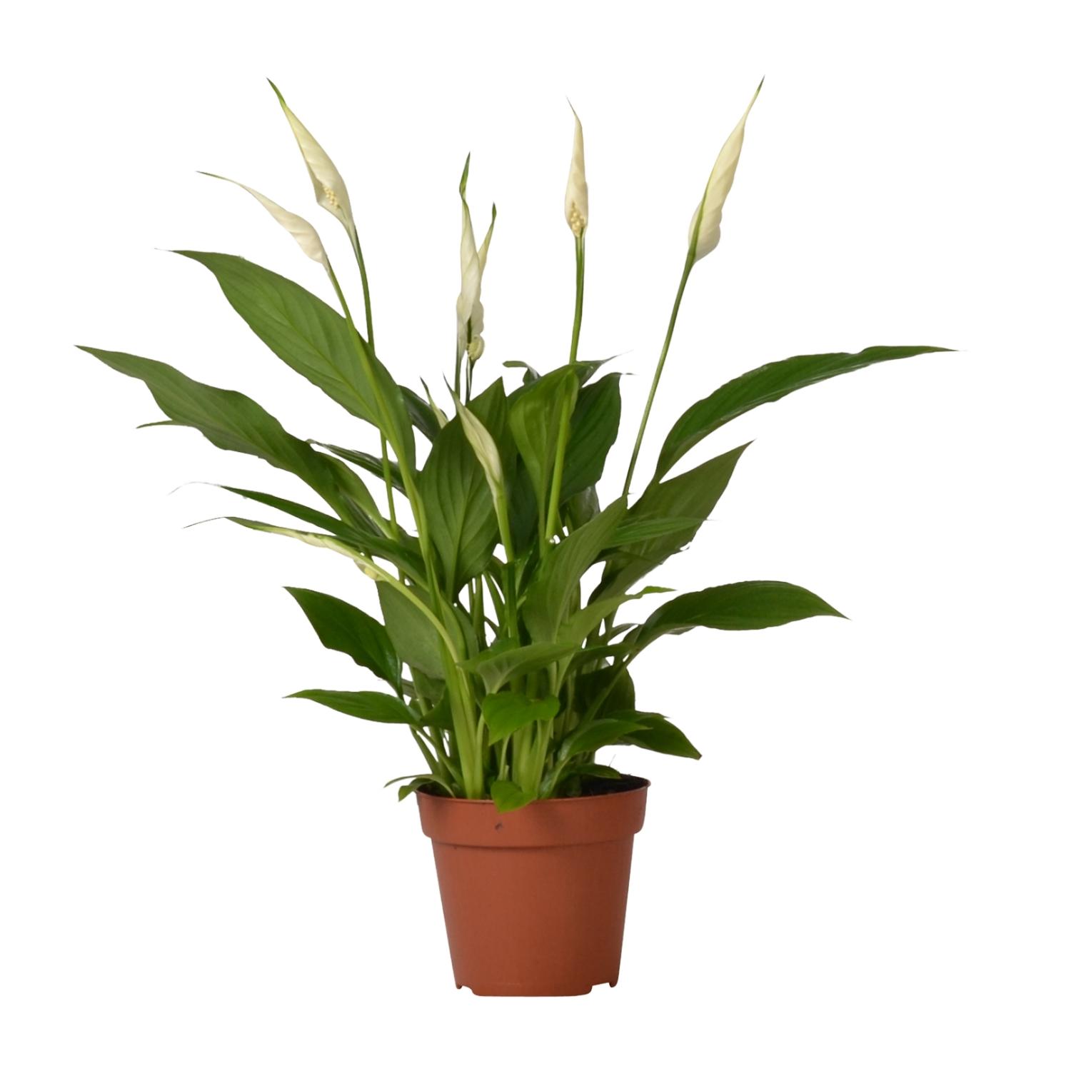 Spathiphyllum Bingo Cupido en pot Ø12cm  Hauteur 45cm. Plante verte type Spathiphyllum Bingo Cupido, livrée en pot, idéale pour intérieur lumineux.