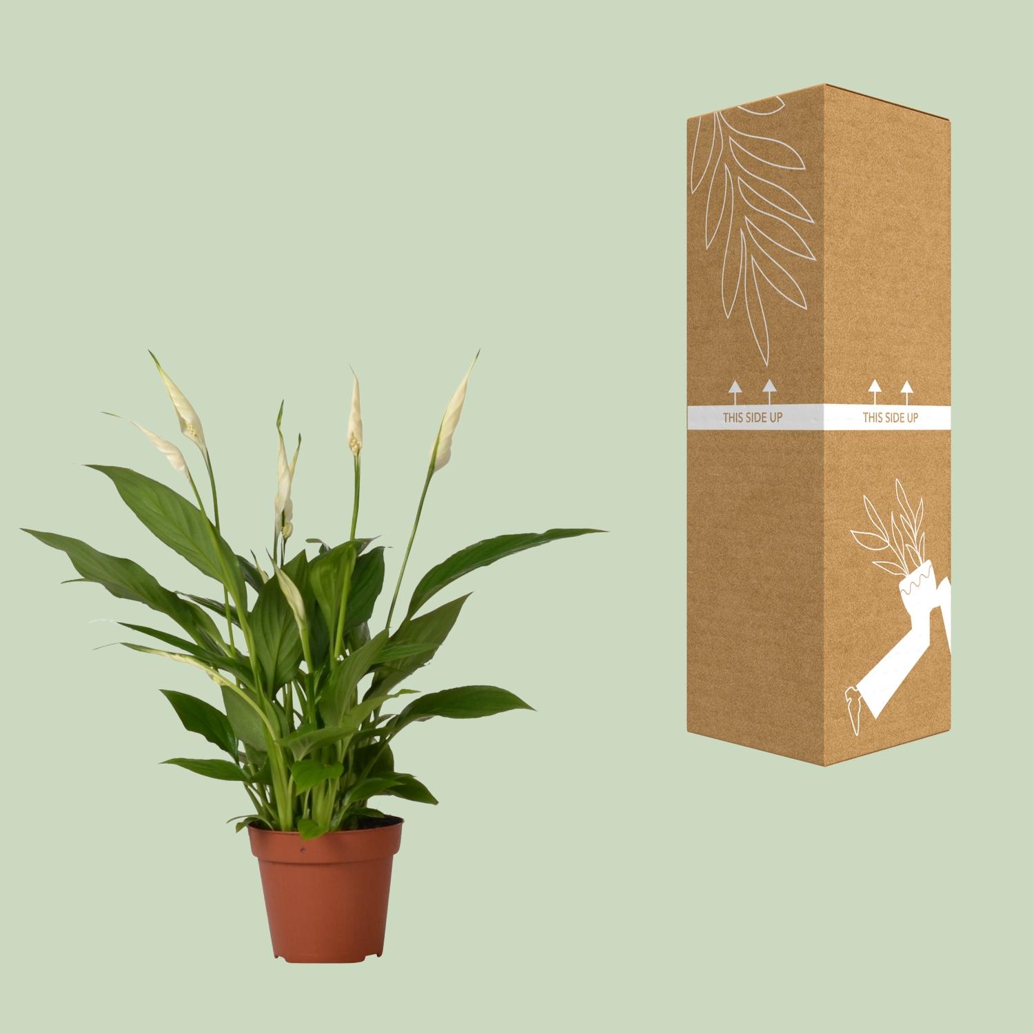 Spathiphyllum Bingo Cupido en pot Ø12cm  Hauteur 45cm. Plante verte type Spathiphyllum Bingo Cupido, livrée en pot, idéale pour intérieur lumineux. – Image 3