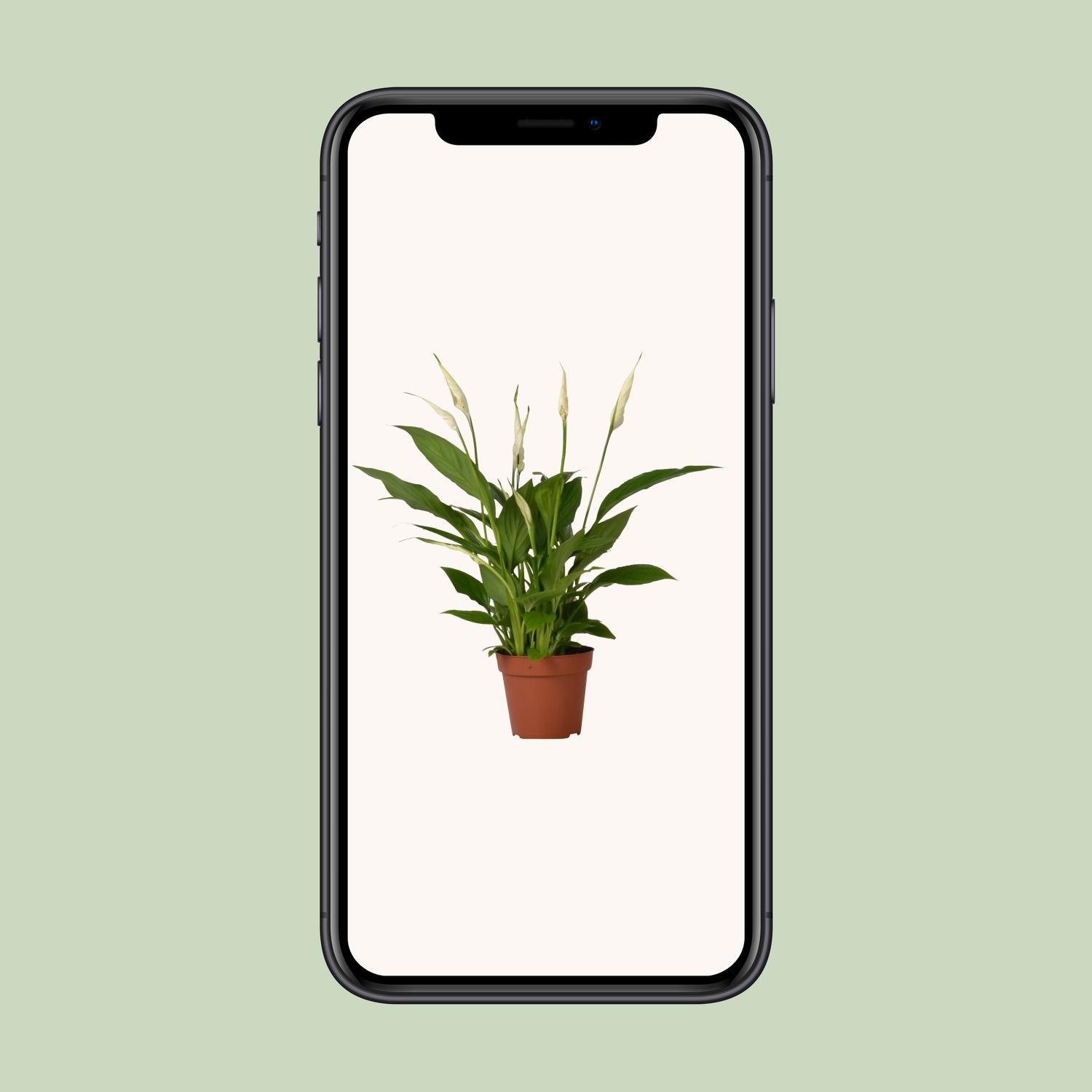 Spathiphyllum Bingo Cupido en pot Ø12cm  Hauteur 45cm. Plante verte type Spathiphyllum Bingo Cupido, livrée en pot, idéale pour intérieur lumineux. – Image 4