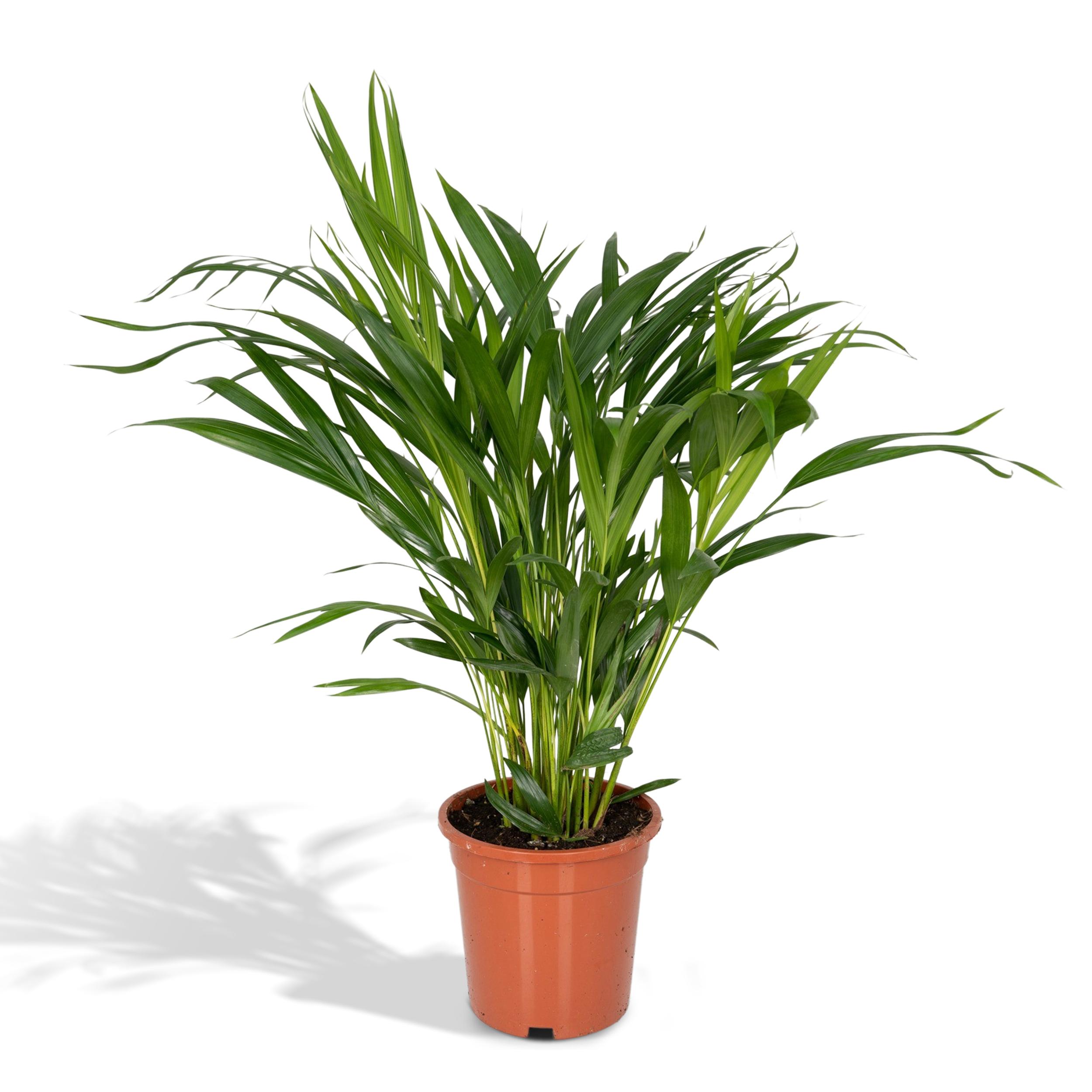 Dypsis Lutescens en pot Ø17cm  Hauteur 60cm. Plante verte type Dypsis Lutescens, livrée en pot, idéale pour intérieur lumineux.