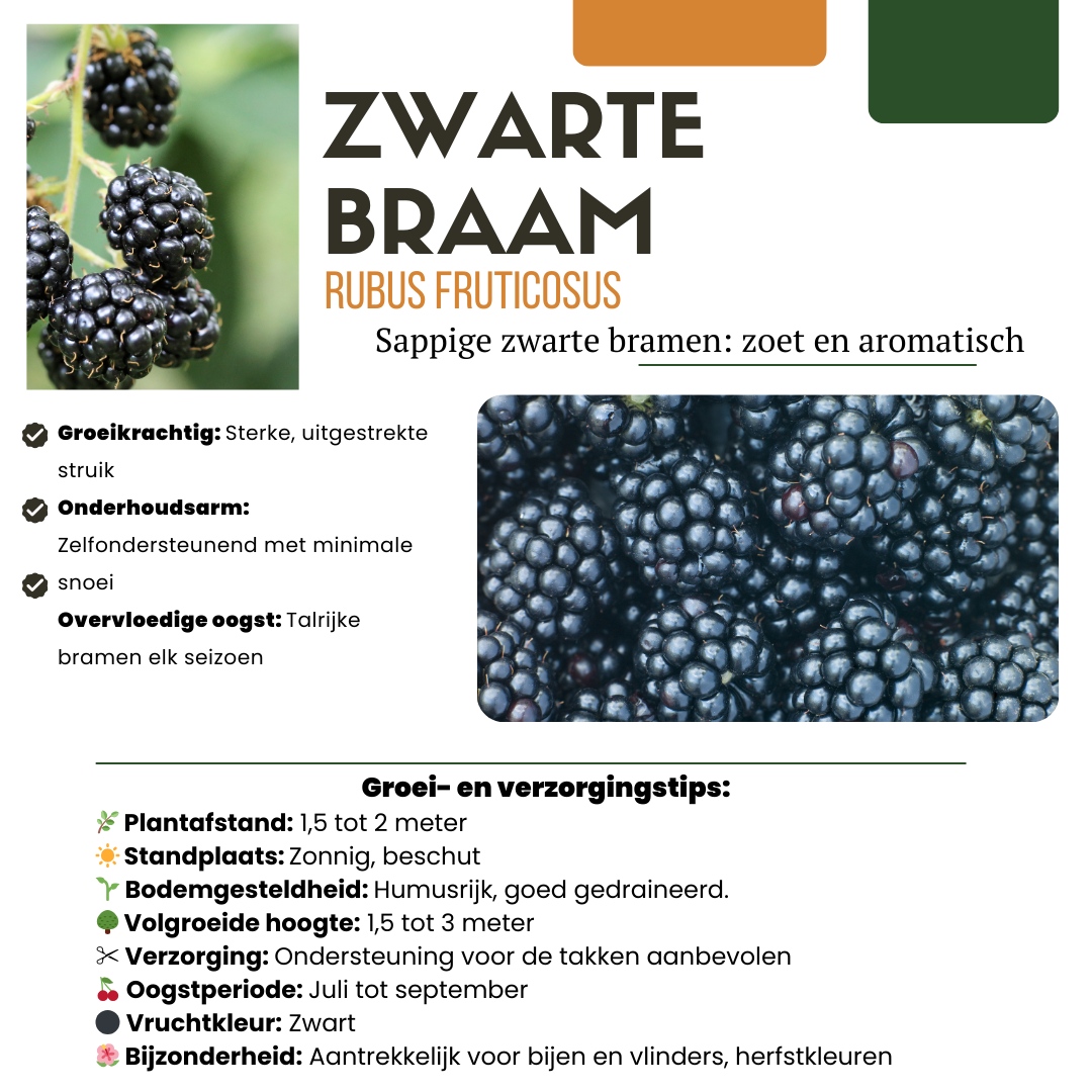 "Vruchten oase" BIO Fruitplanten mix set van 5 verschillende soorten en pot. Plante verte type "Vruchten oase" BIO Fruitplanten mix set van 5 verschillende soorten, livrée en pot, idéale pour intérieur lumineux. – Image 4