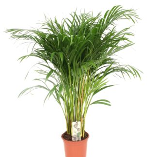 Dypsis Lutescens en pot Ø21cm  Hauteur 110cm. Plante verte type Dypsis Lutescens, livrée en pot, idéale pour intérieur lumineux.