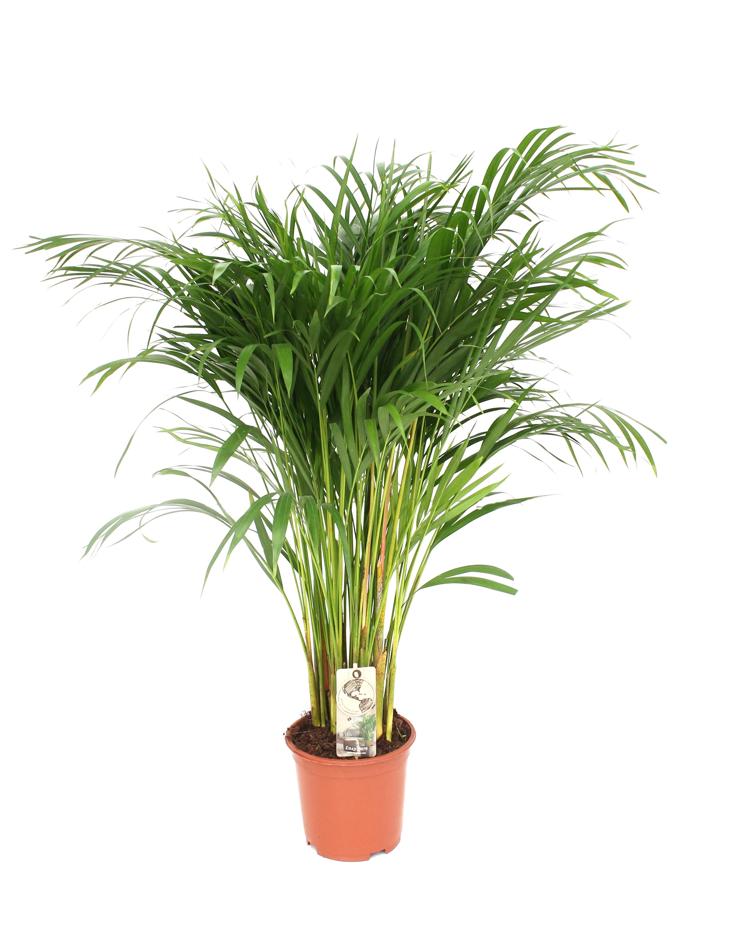 Dypsis Lutescens en pot Ø24cm  Hauteur 120cm. Plante verte type Dypsis Lutescens, livrée en pot, idéale pour intérieur lumineux.