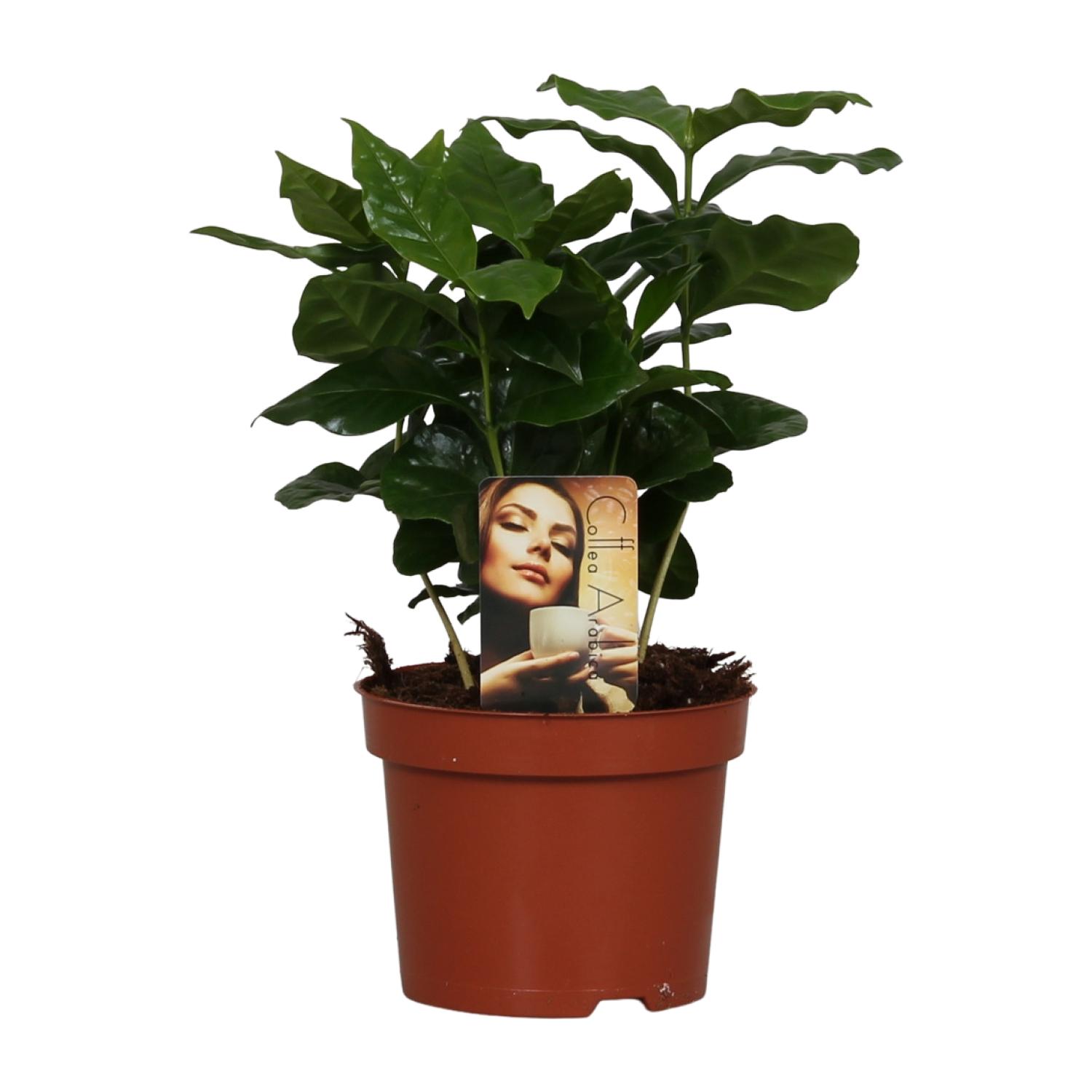 Coffea Arabica en pot Ø12cm  Hauteur 25cm. Plante verte type Coffea Arabica, livrée en pot, idéale pour intérieur lumineux.
