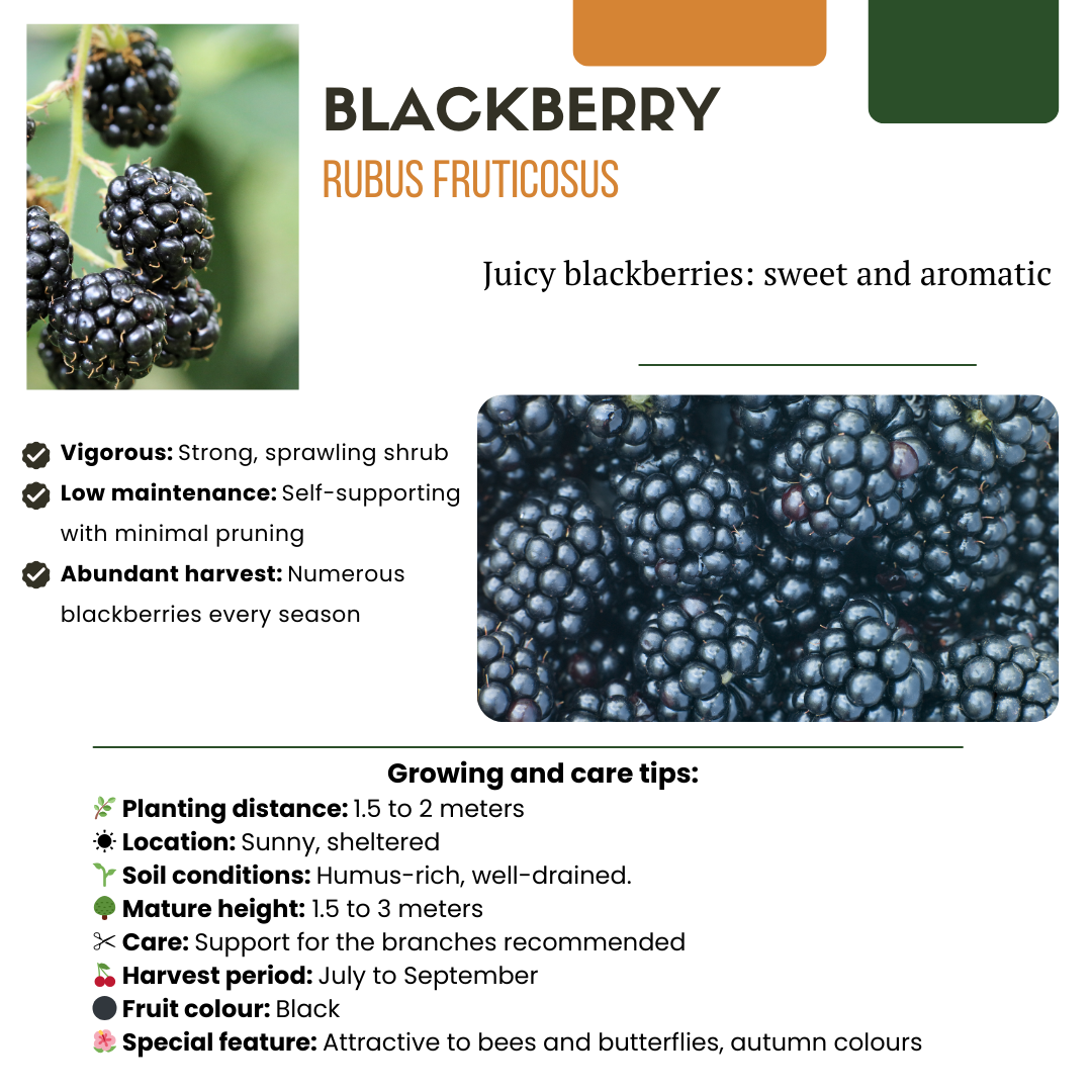 "Vruchten oase" BIO Fruitplanten mix set van 5 verschillende soorten en pot. Plante verte type "Vruchten oase" BIO Fruitplanten mix set van 5 verschillende soorten, livrée en pot, idéale pour intérieur lumineux. – Image 5
