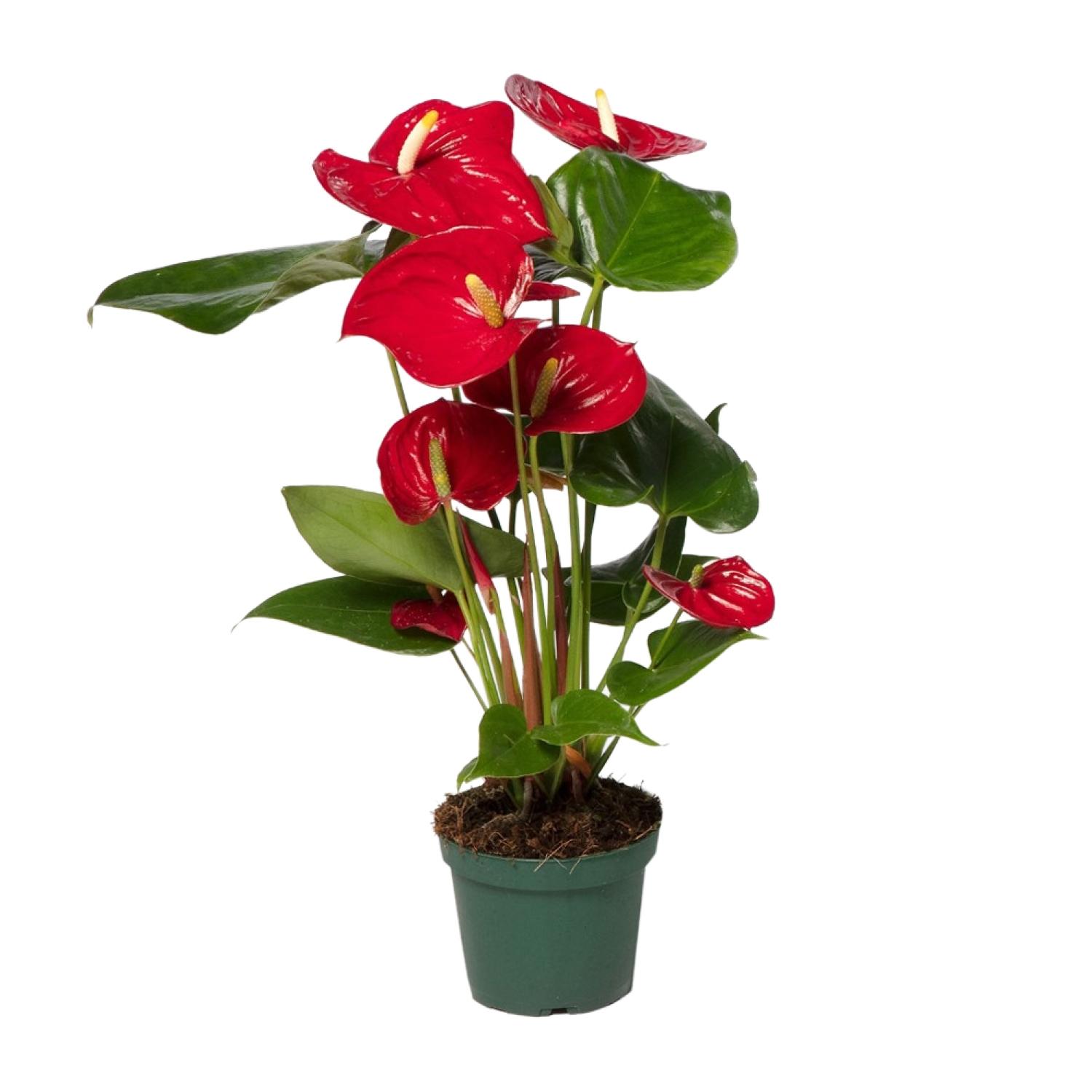 Anthurium Red en pot Ø12cm  Hauteur 40cm. Plante verte type Anthurium Red, livrée en pot, idéale pour intérieur lumineux.