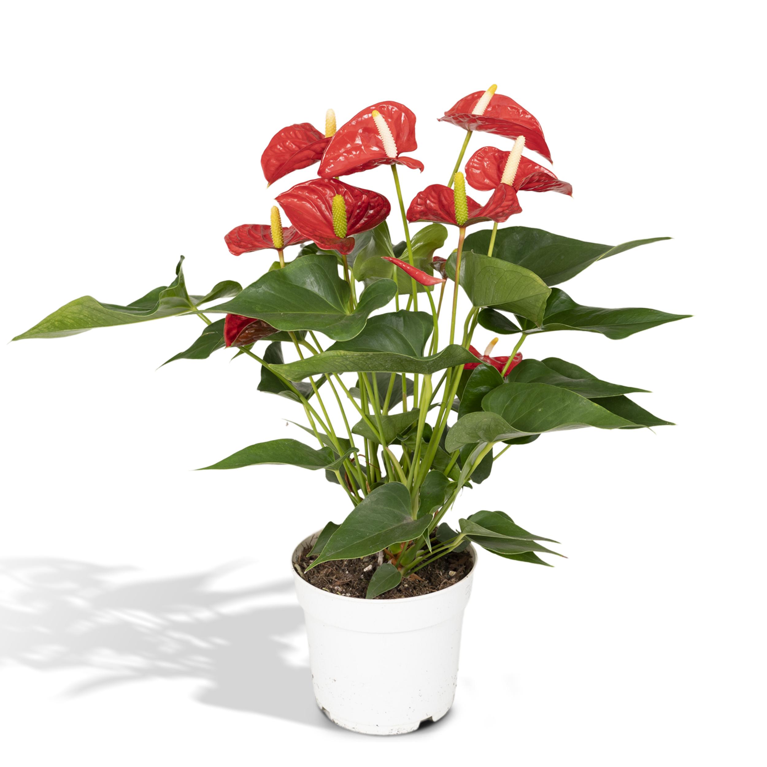 Anthurium Red en pot Ø17cm  Hauteur 55cm. Plante verte type Anthurium Red, livrée en pot, idéale pour intérieur lumineux.