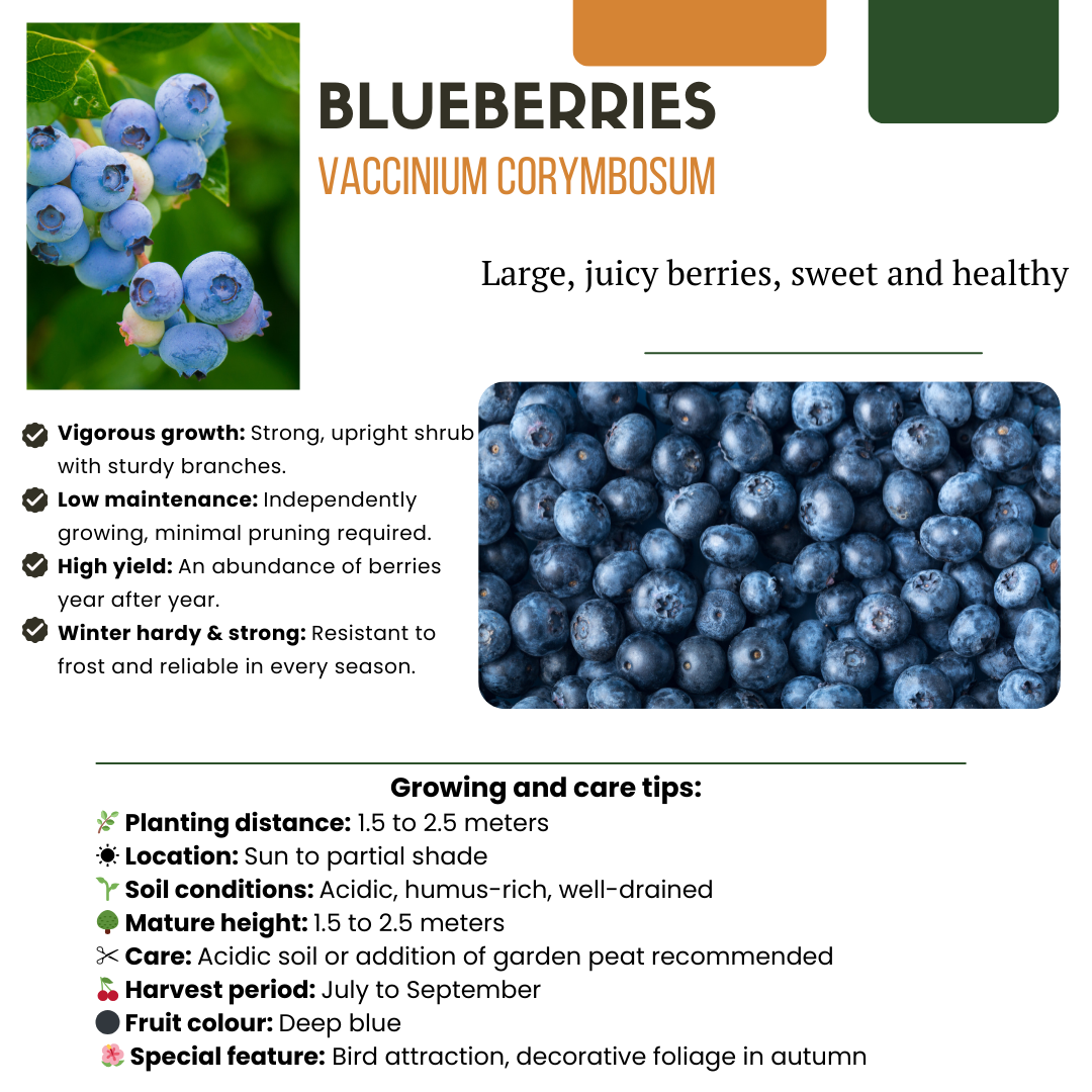 "Vruchten oase" BIO Fruitplanten mix set van 5 verschillende soorten en pot. Plante verte type "Vruchten oase" BIO Fruitplanten mix set van 5 verschillende soorten, livrée en pot, idéale pour intérieur lumineux. – Image 6