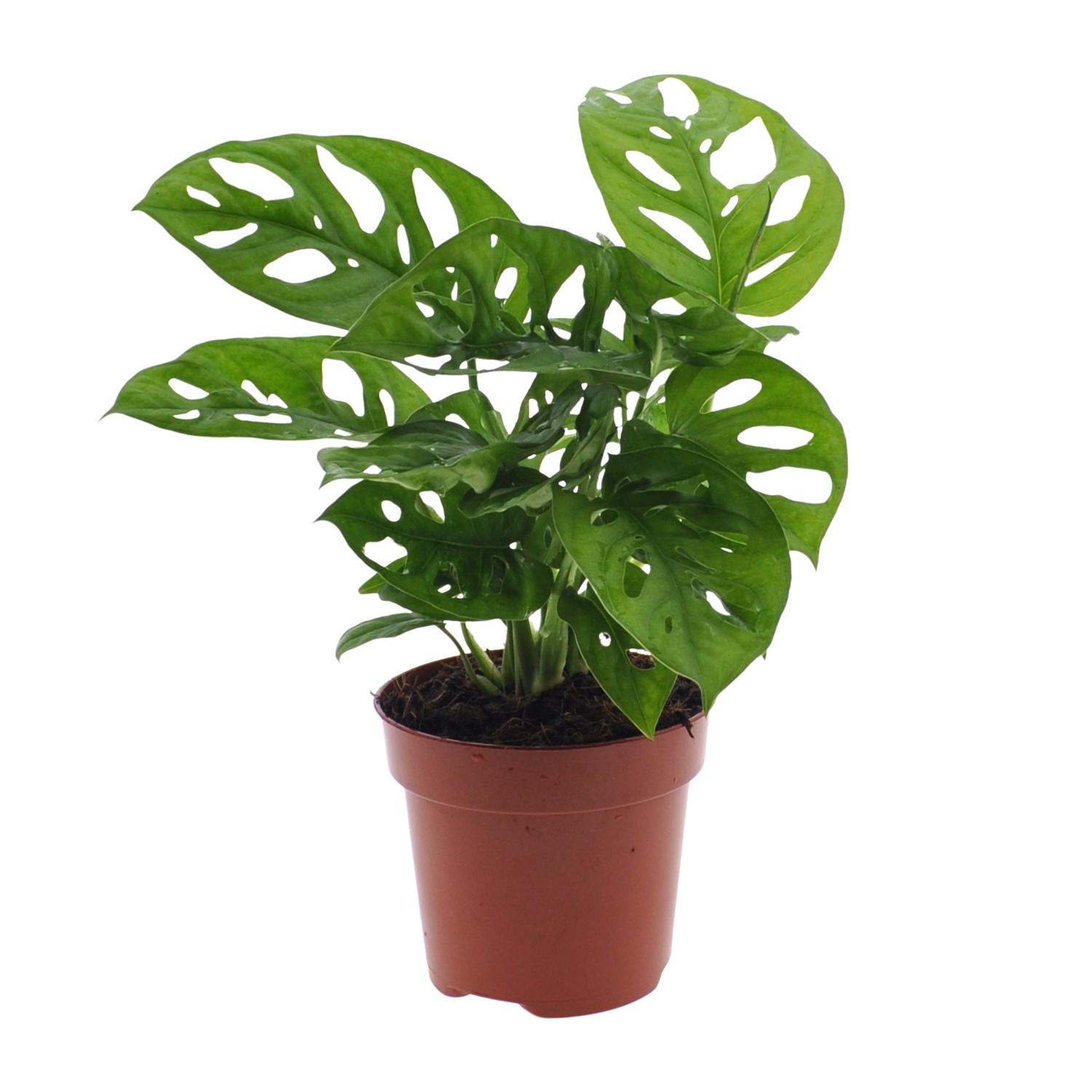 Monstera Monkey Leaf (Gatenplant) en pot Ø12cm  Hauteur 30cm. Plante verte type Monstera Monkey Leaf (Gatenplant), livrée en pot, idéale pour intérieur lumineux.