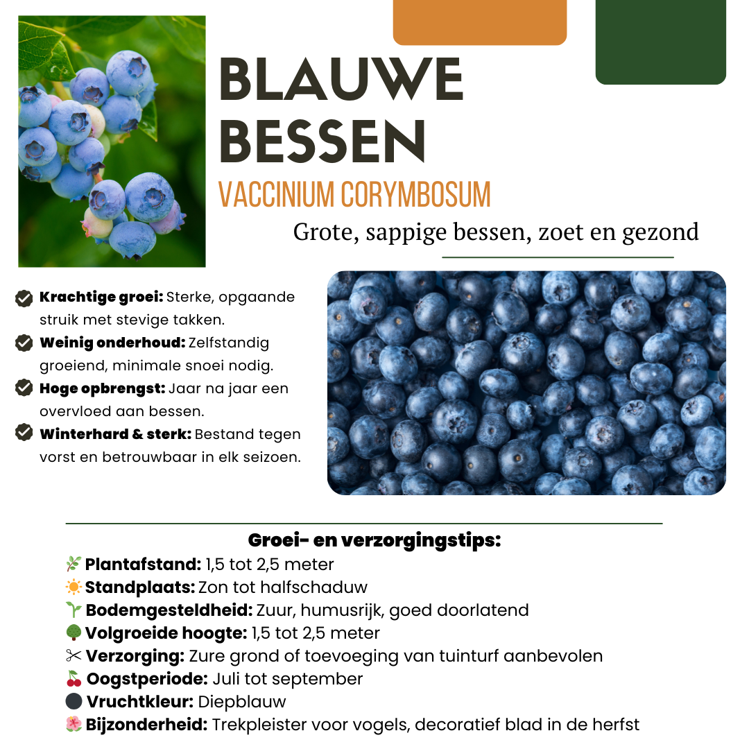 "Vruchten oase" BIO Fruitplanten mix set van 5 verschillende soorten en pot. Plante verte type "Vruchten oase" BIO Fruitplanten mix set van 5 verschillende soorten, livrée en pot, idéale pour intérieur lumineux. – Image 7