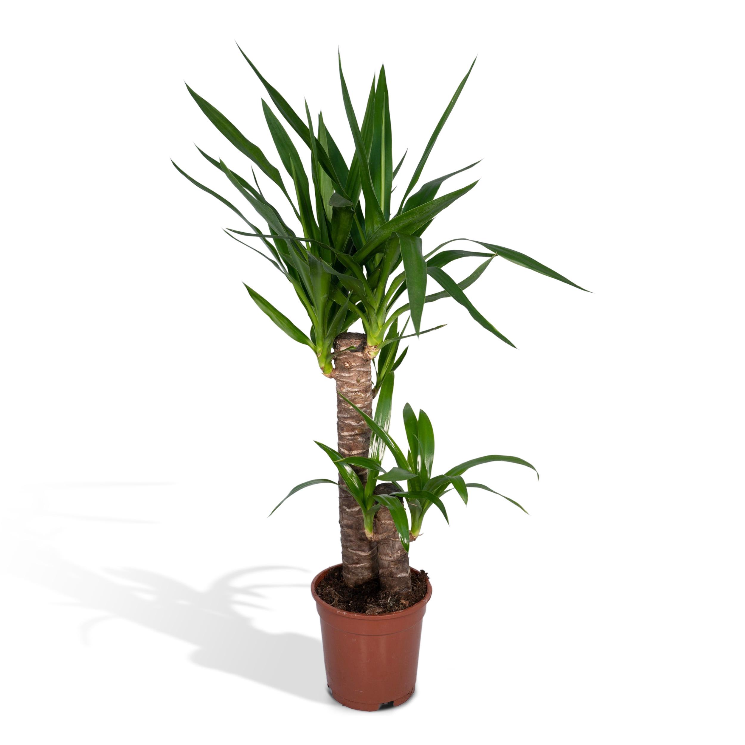 Yucca Elephantipes en pot Ø17cm  Hauteur 85cm. Plante verte type Yucca Elephantipes, livrée en pot, idéale pour intérieur lumineux.
