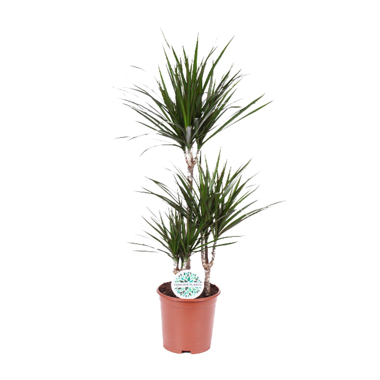 Dracaena Marginata en pot Ø21cm  Hauteur 115cm. Plante verte type Dracaena Marginata, livrée en pot, idéale pour intérieur lumineux.