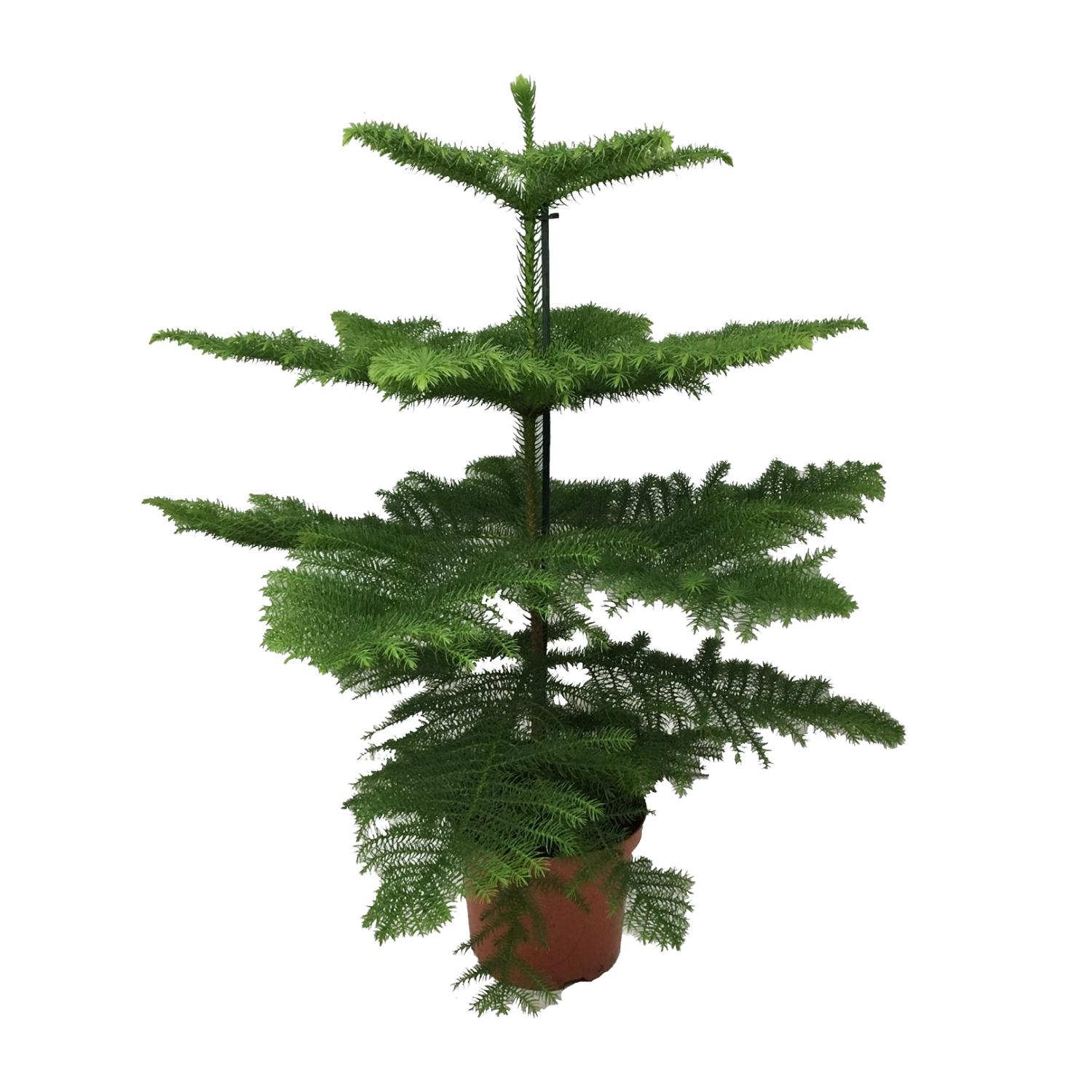 Araucaria Heterophylla en pot Ø21cm  Hauteur 70cm. Plante verte type Araucaria Heterophylla, livrée en pot, idéale pour intérieur lumineux.