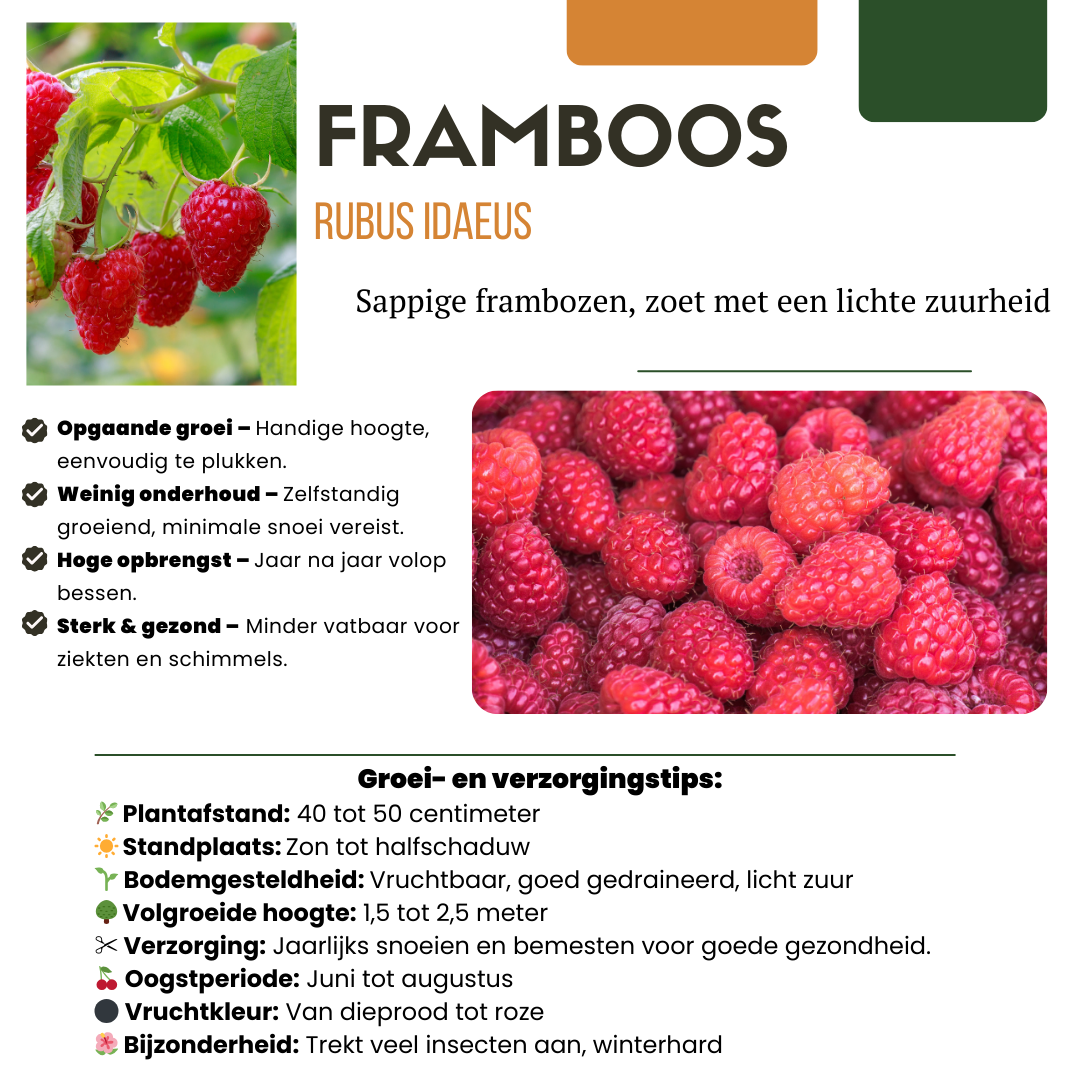 "Vruchten oase" BIO Fruitplanten mix set van 5 verschillende soorten en pot. Plante verte type "Vruchten oase" BIO Fruitplanten mix set van 5 verschillende soorten, livrée en pot, idéale pour intérieur lumineux. – Image 9