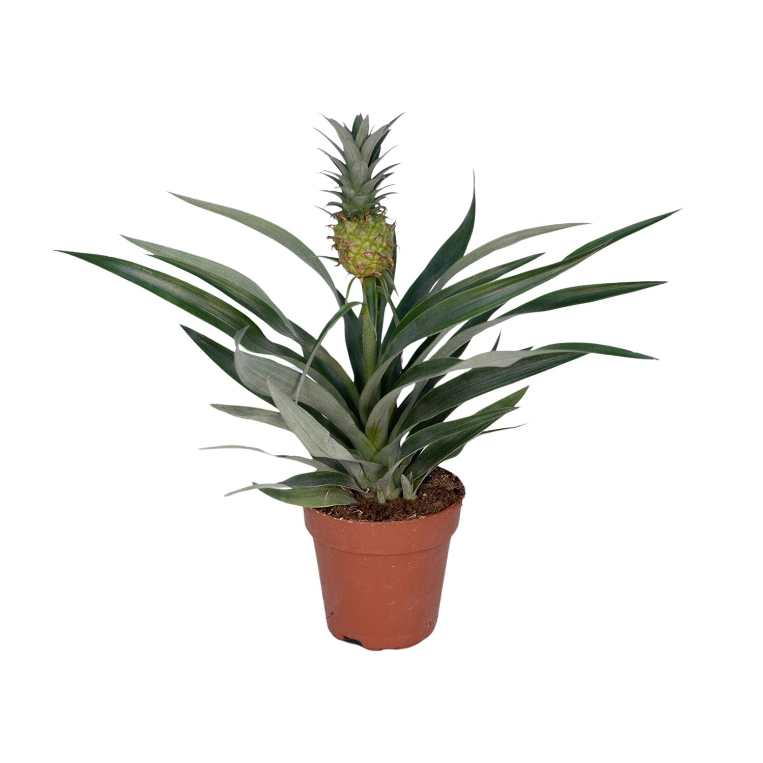 Bromelia Ananas en pot Ø12cm  Hauteur 30cm. Plante verte type Bromelia Ananas, livrée en pot, idéale pour intérieur lumineux.