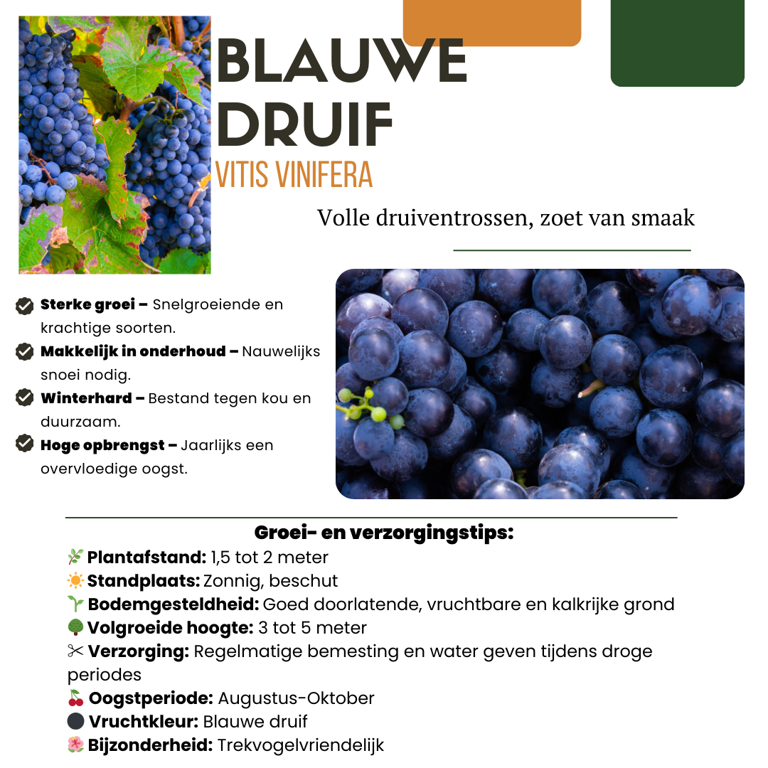 "Vruchten oase" BIO Fruitplanten mix set van 5 verschillende soorten en pot. Plante verte type "Vruchten oase" BIO Fruitplanten mix set van 5 verschillende soorten, livrée en pot, idéale pour intérieur lumineux. – Image 10