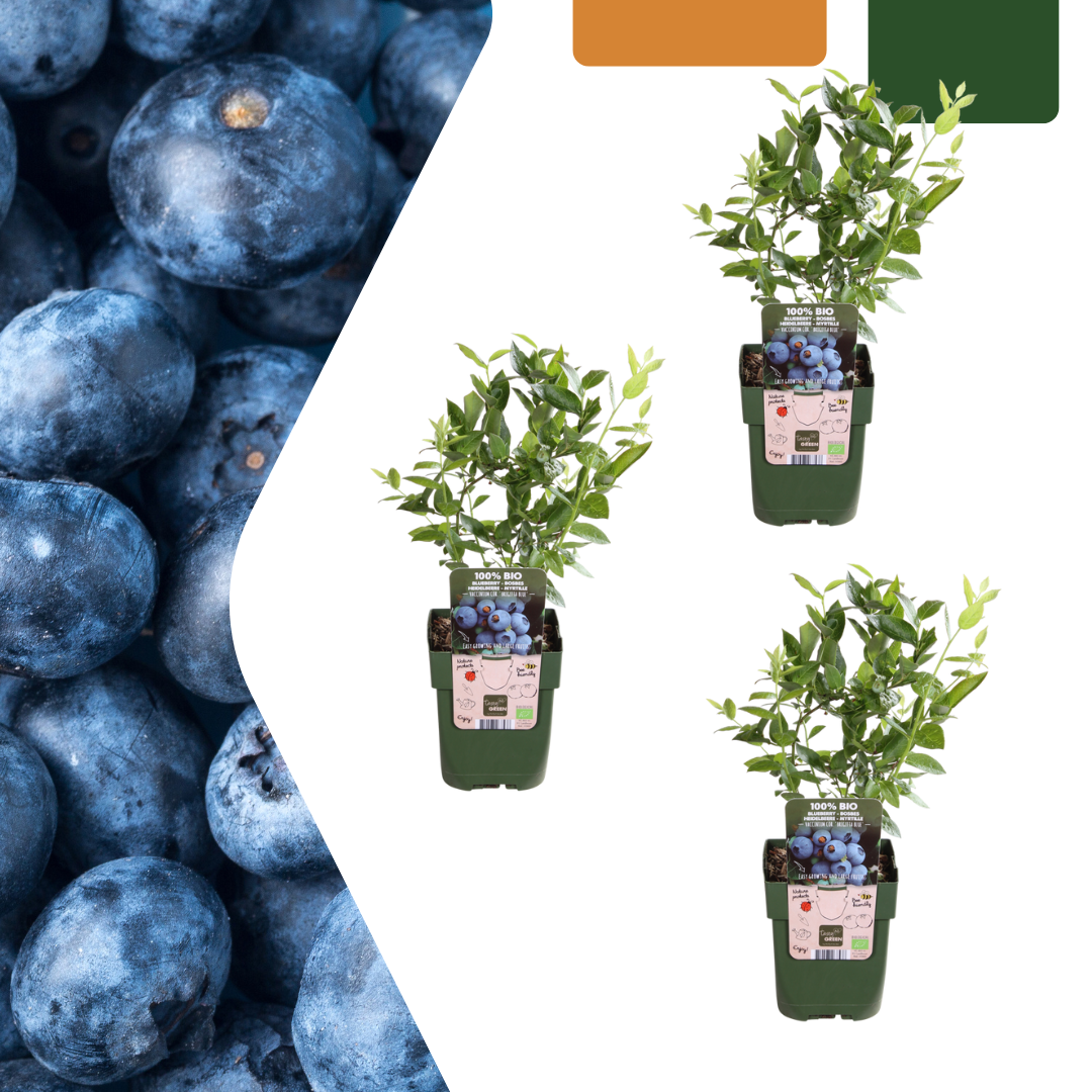 3 x Bosbessenplanten BIO en pot. Plante verte type 3 x Bosbessenplanten BIO, livrée en pot, idéale pour intérieur lumineux.