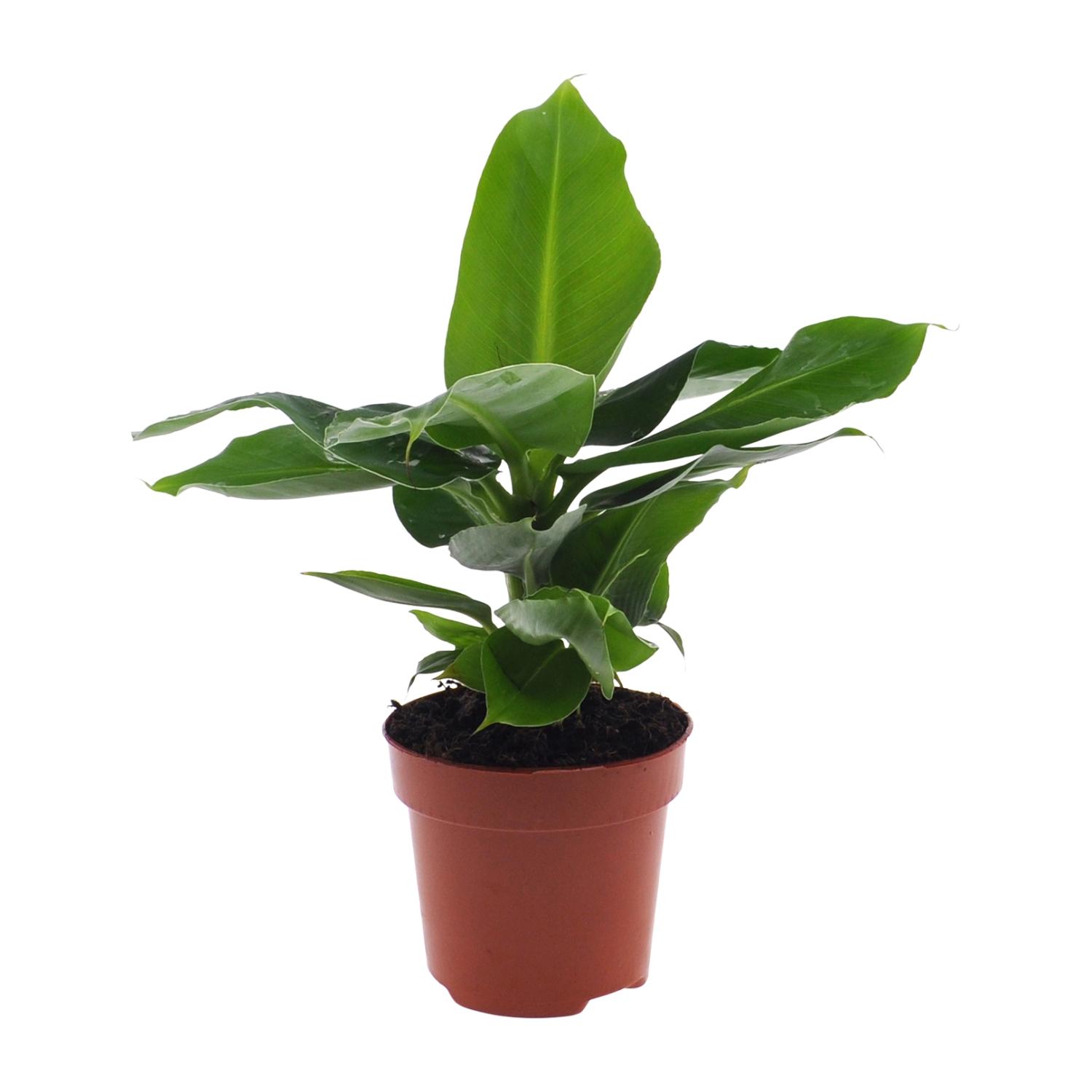 Musa Oriental Dwarf en pot Ø12cm  Hauteur 25cm. Plante verte type Musa Oriental Dwarf, livrée en pot, idéale pour intérieur lumineux.