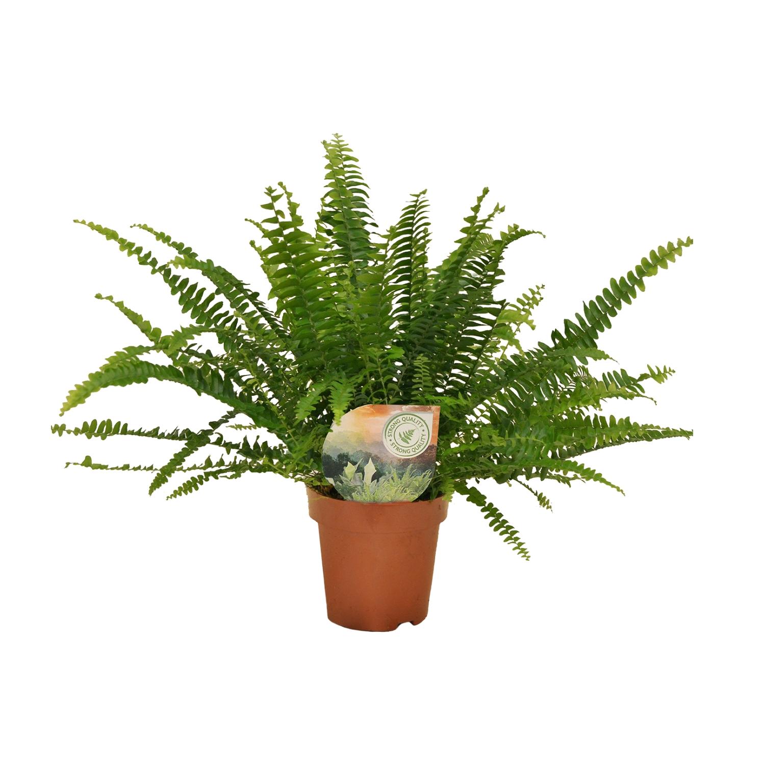 Nephrolepis Green Lady en pot Ø12cm. Plante verte type Nephrolepis Green Lady, livrée en pot, idéale pour intérieur lumineux.