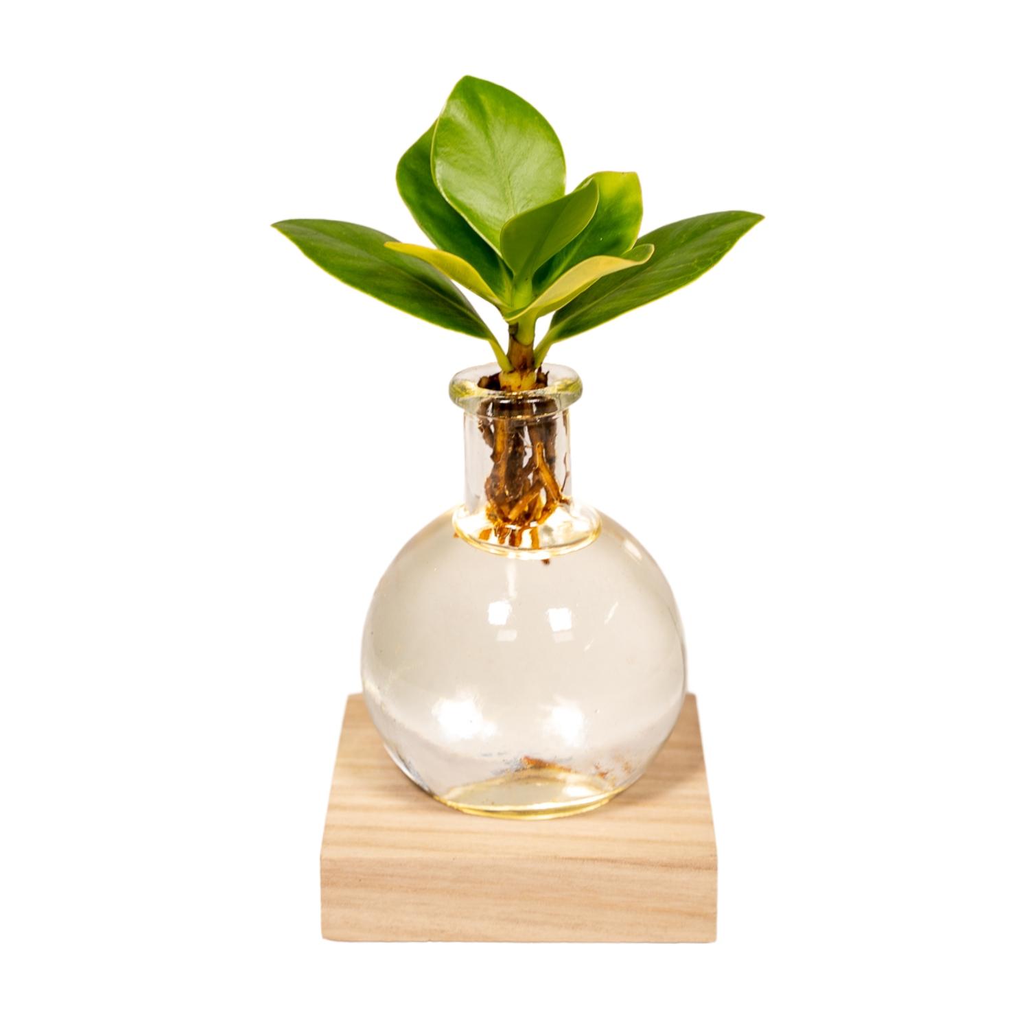 Clusia in Samoa glas met LED verlichting en pot Ø4cm  Hauteur 10cm. Plante verte type Clusia in Samoa glas met LED verlichting, livrée en pot, idéale pour intérieur lumineux.