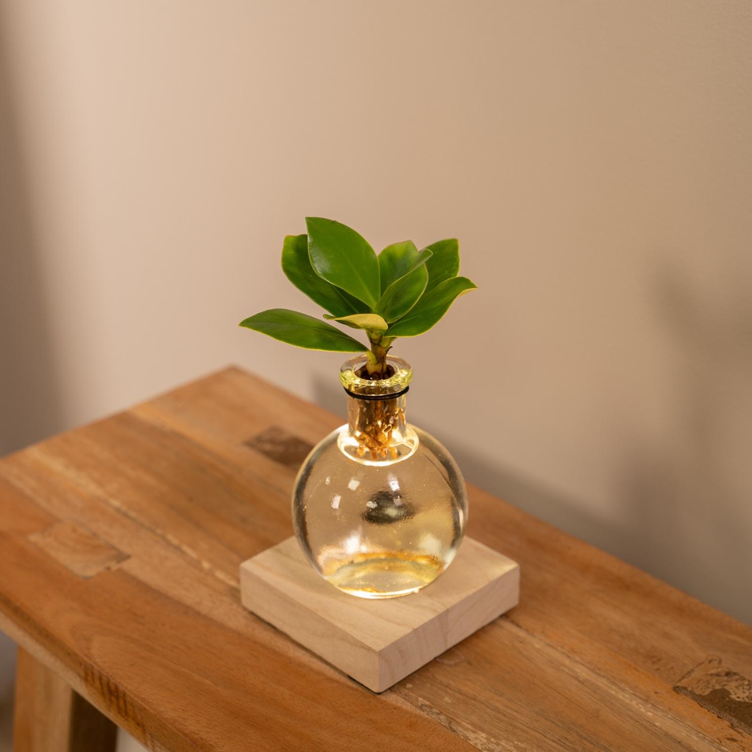 Clusia in Samoa glas met LED verlichting en pot Ø4cm  Hauteur 10cm. Plante verte type Clusia in Samoa glas met LED verlichting, livrée en pot, idéale pour intérieur lumineux. – Image 2