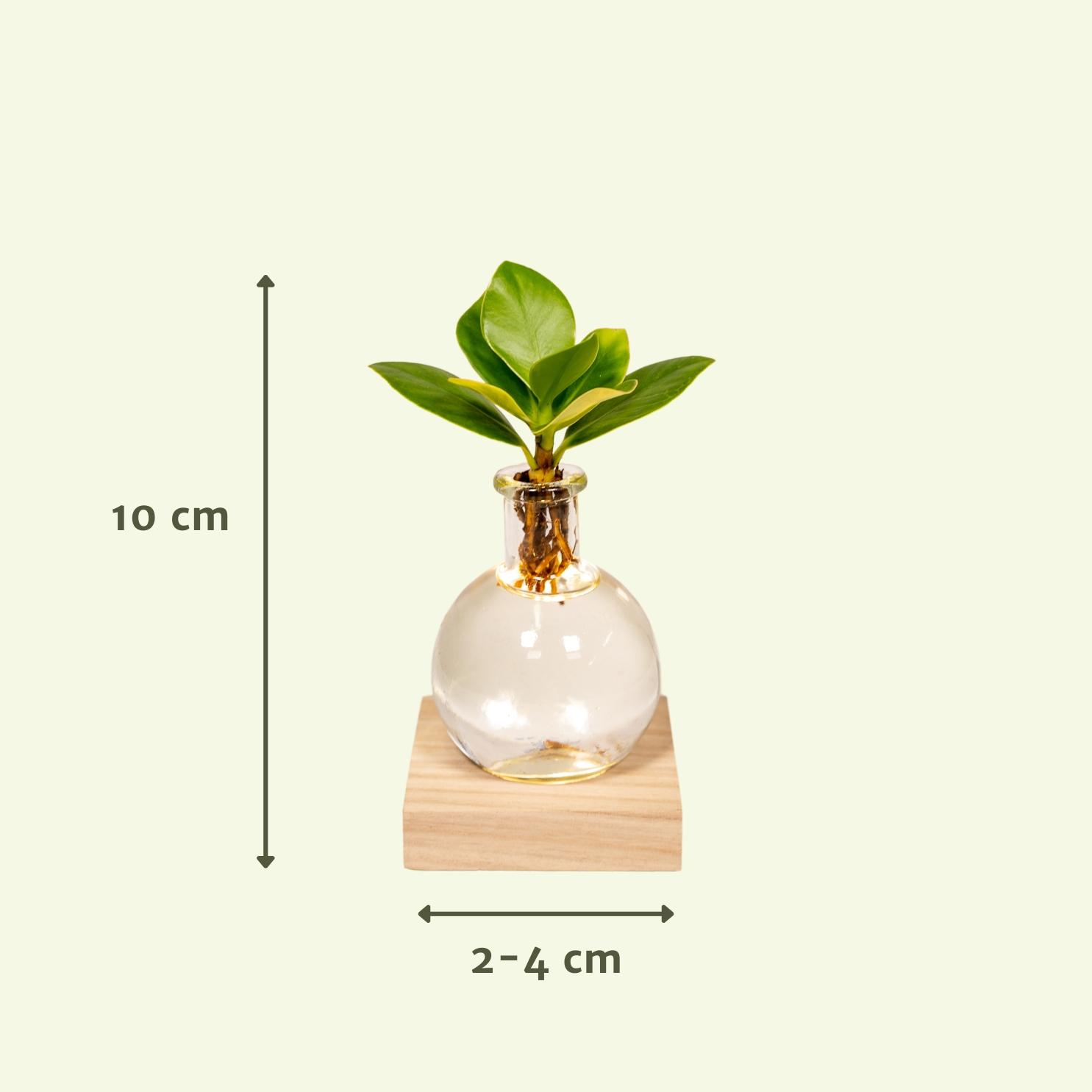 Clusia in Samoa glas met LED verlichting en pot Ø4cm  Hauteur 10cm. Plante verte type Clusia in Samoa glas met LED verlichting, livrée en pot, idéale pour intérieur lumineux. – Image 4