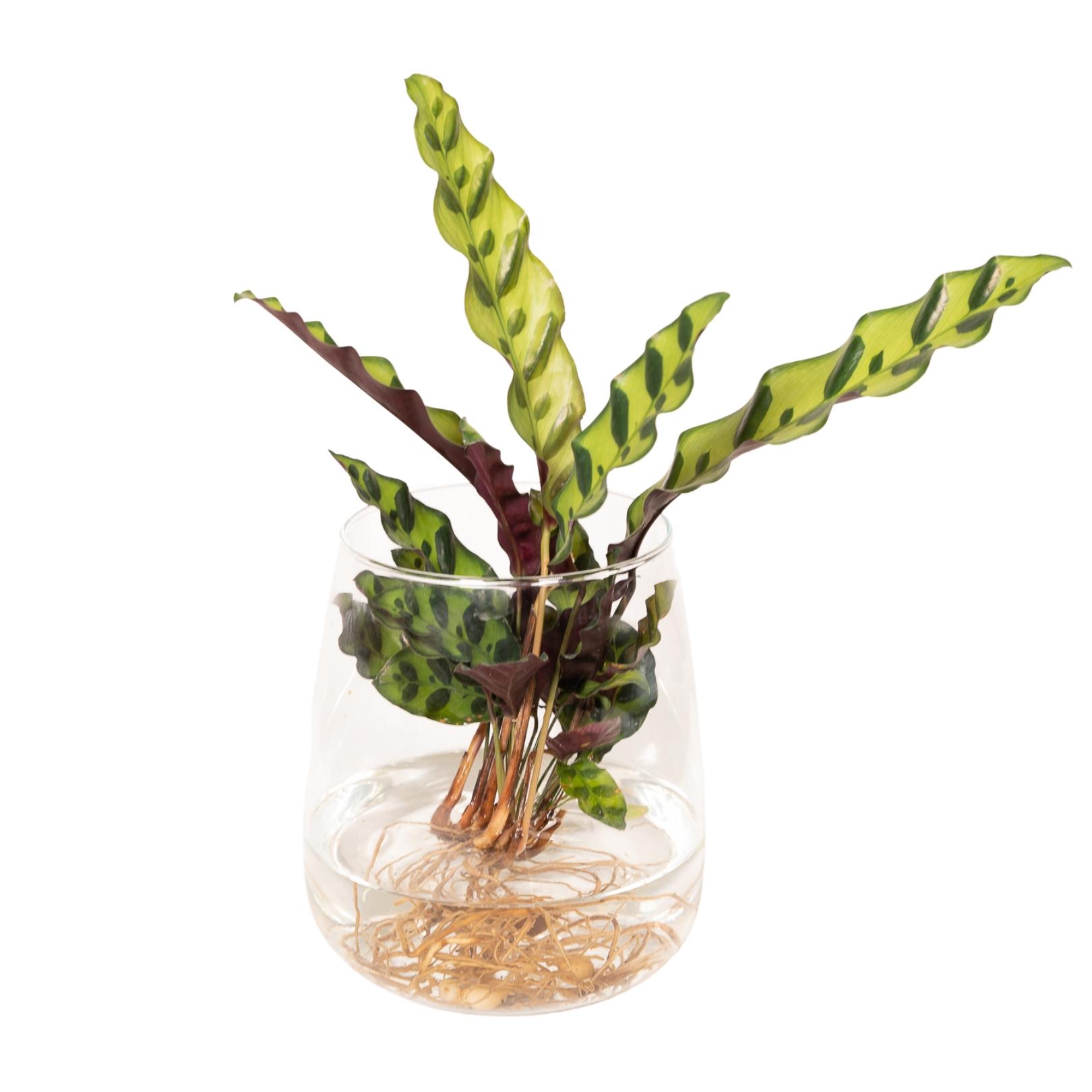 Calathea Insignis in Kingston glas en pot Ø12cm  Hauteur 30cm. Plante verte type Calathea Insignis in Kingston glas, livrée en pot, idéale pour intérieur lumineux.