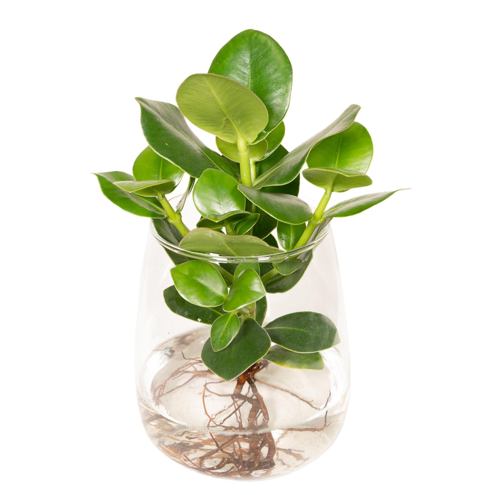 Clusia in Kingston glas en pot Ø12cm  Hauteur 30cm. Plante verte type Clusia in Kingston glas, livrée en pot, idéale pour intérieur lumineux.