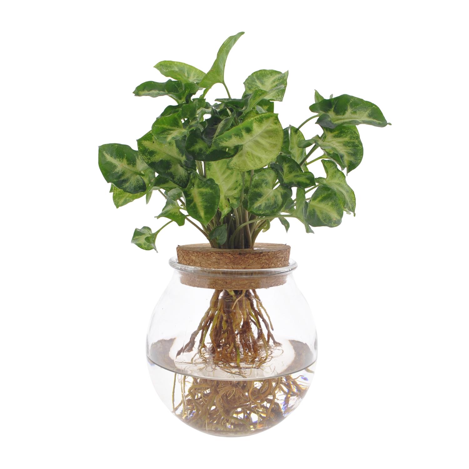 Syngonium Pixie en pot Ø12cm  Hauteur 30cm. Plante verte type Syngonium Pixie, livrée en pot, idéale pour intérieur lumineux.