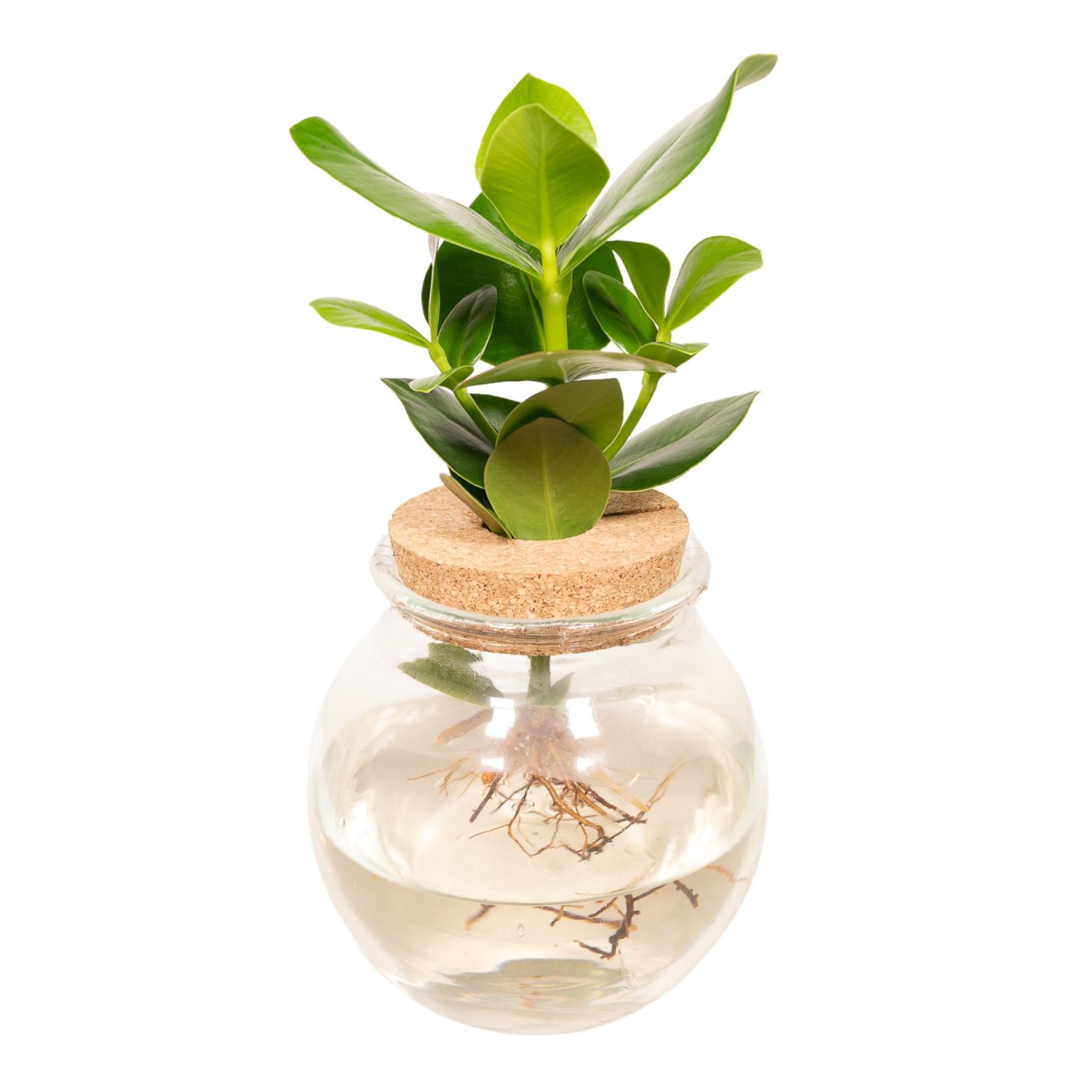 Clusia in Bolglas kurk en pot Ø12cm  Hauteur 30cm. Plante verte type Clusia in Bolglas kurk, livrée en pot, idéale pour intérieur lumineux.