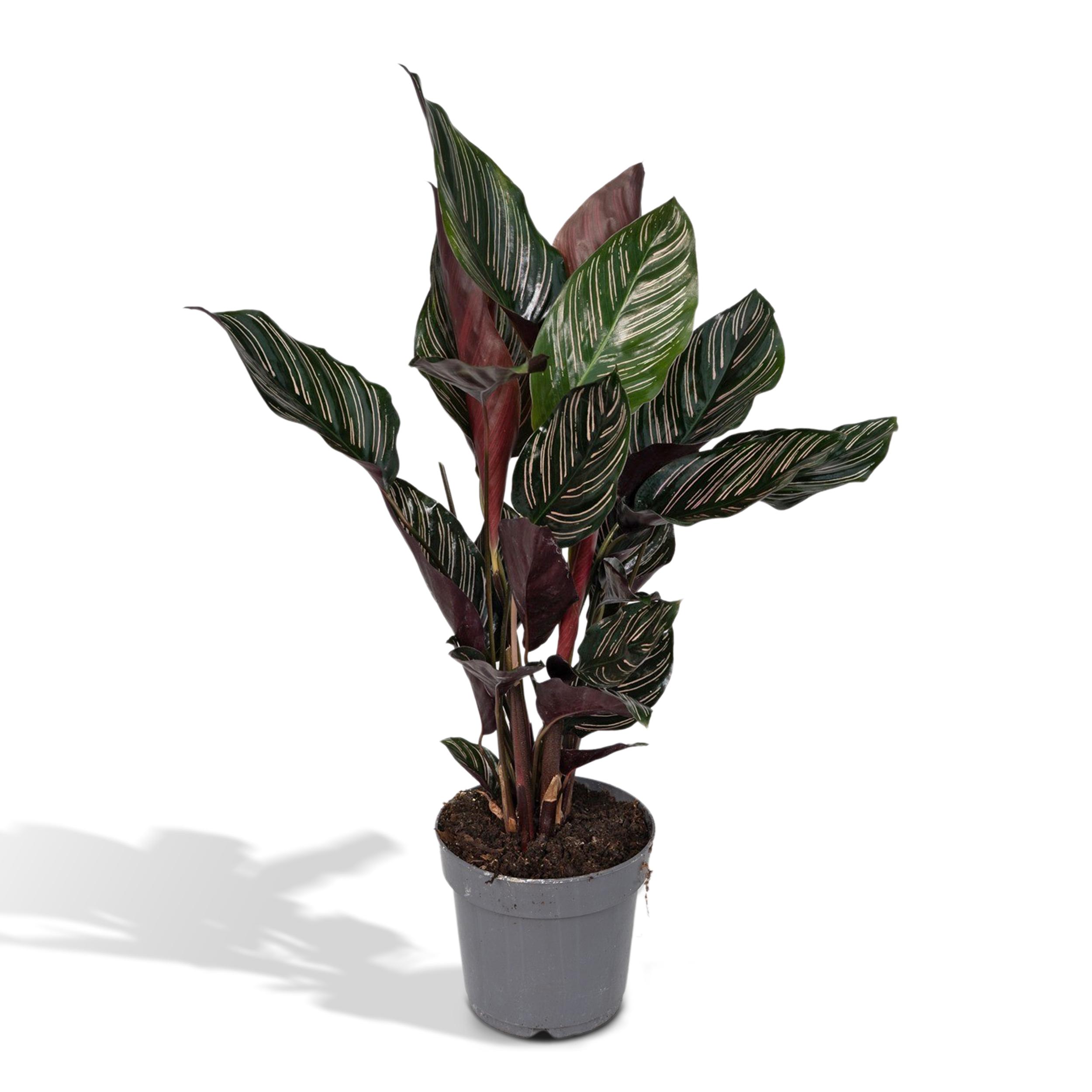 Calathea Ornata en pot Ø14cm  Hauteur 50cm. Plante verte type Calathea Ornata, livrée en pot, idéale pour intérieur lumineux.