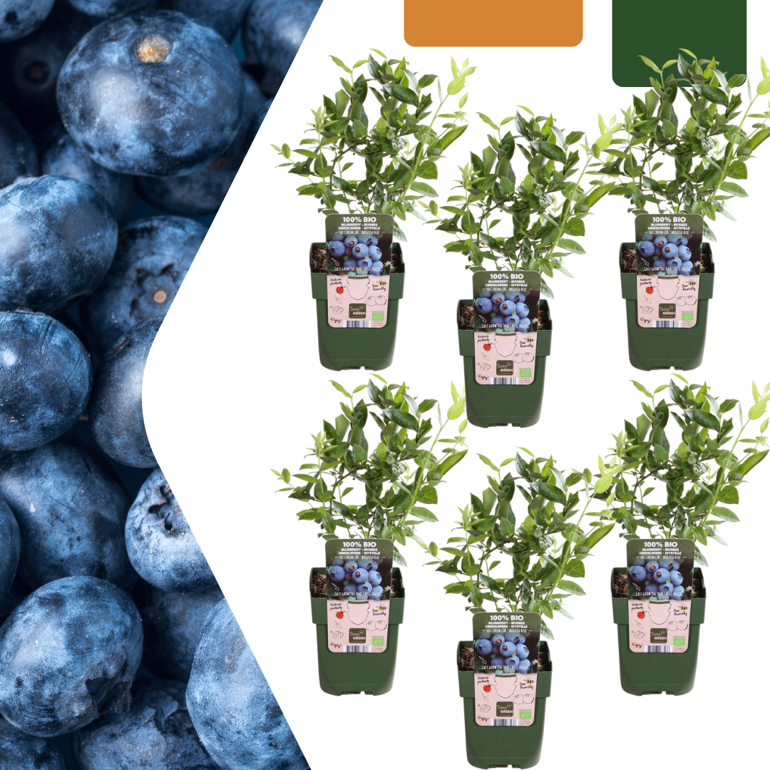 6 x Bosbessenplanten BIO en pot. Plante verte type 6 x Bosbessenplanten BIO, livrée en pot, idéale pour intérieur lumineux.