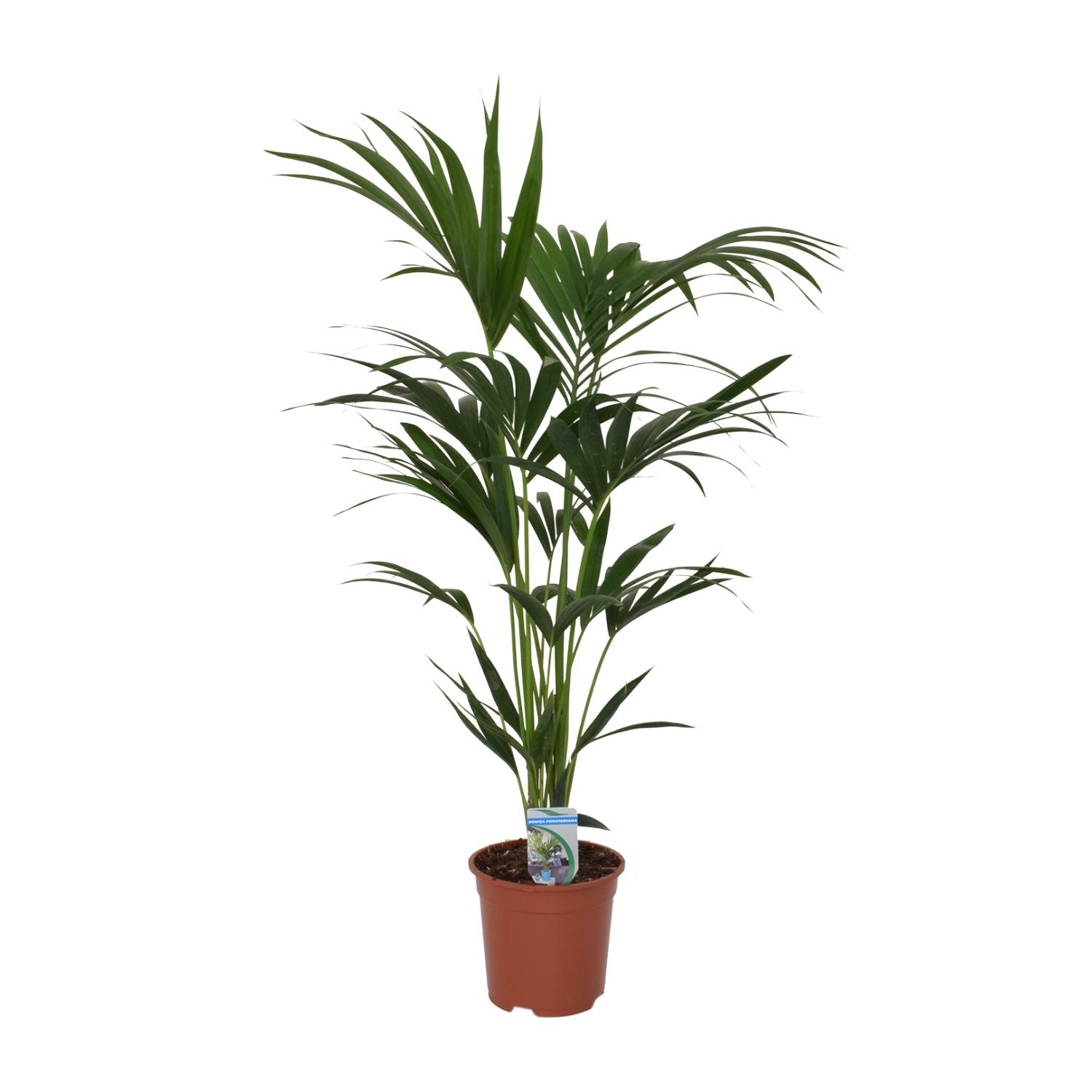 Howea forsteriana en pot Ø21cm  Hauteur 120cm. Plante verte type Howea forsteriana, livrée en pot, idéale pour intérieur lumineux.