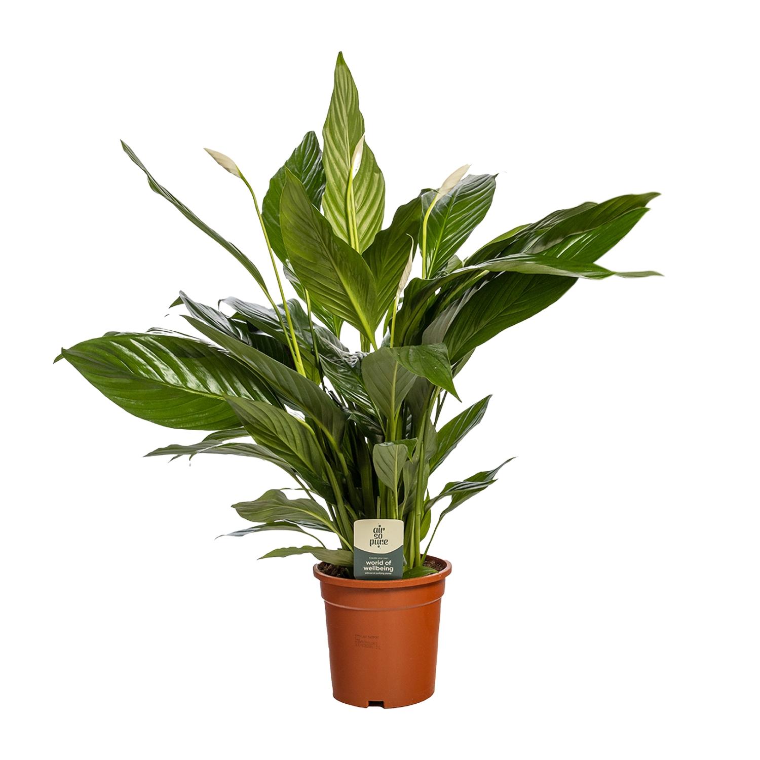 Spathiphyllum Bingo Cupido en pot Ø19cm  Hauteur 80cm. Plante verte type Spathiphyllum Bingo Cupido, livrée en pot, idéale pour intérieur lumineux.